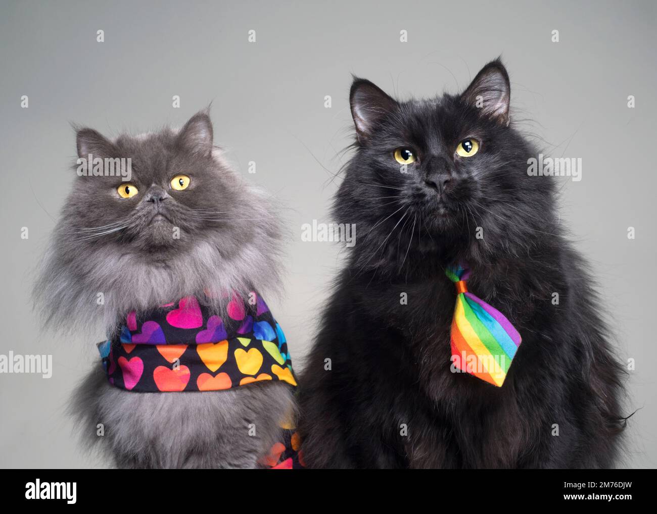 Zwei flauschige Katzen in Regenbogenkostüm Stockfoto