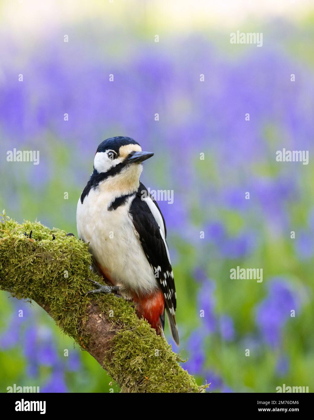 Männlich Woodpecker mit großem Fleck auf Mosaikstäbchen mit unscharfem Gras und Bluebells im Hinterhof Stockfoto