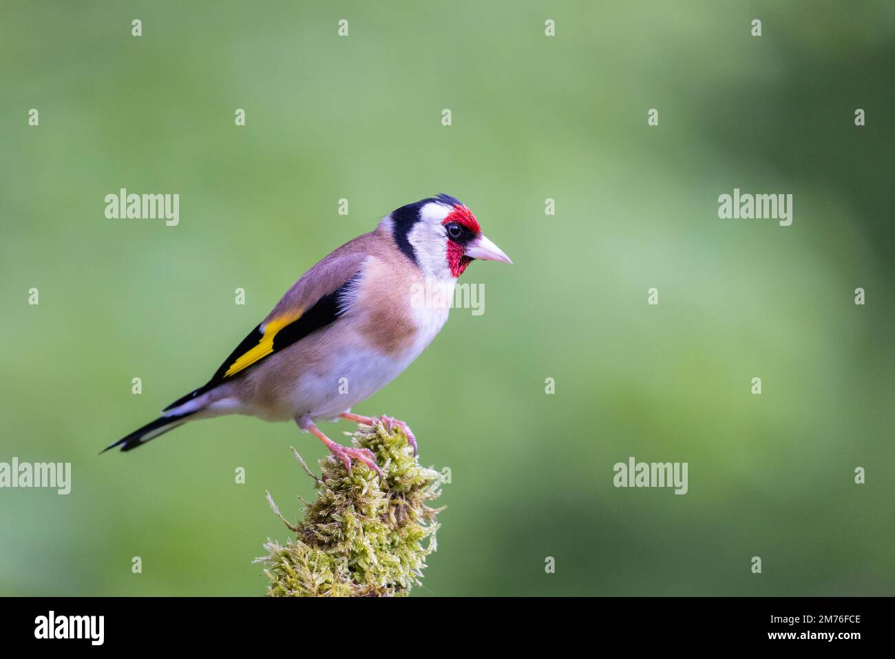 Europäischer Goldfinsch (Carduelis carduelis) auf mossem Pfosten Stockfoto