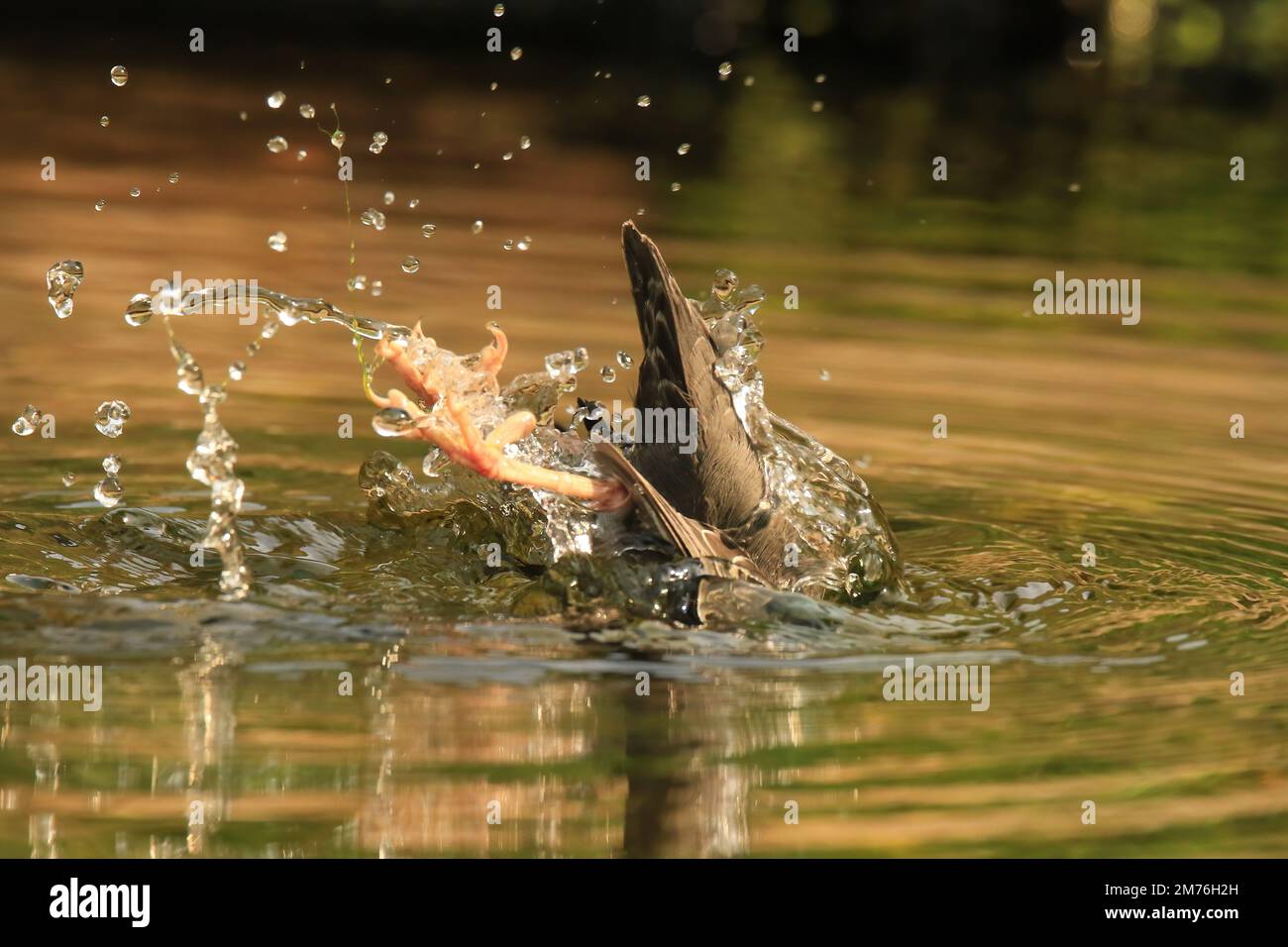 Ein amerikanischer Dipper (Cinclus mexicanus) taucht in den Fluss und spritzt Wassertropfen, während seine Füße und sein Schwanz herausragen. Aufgenommen in Victoria, BC, Cana Stockfoto