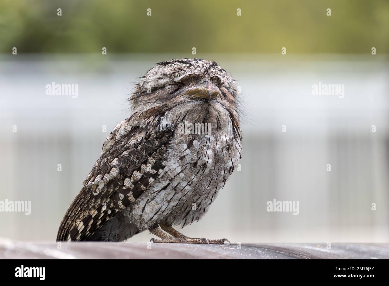 Ein Froschmaul-Vogel auf einem Rohr im Park Stockfoto