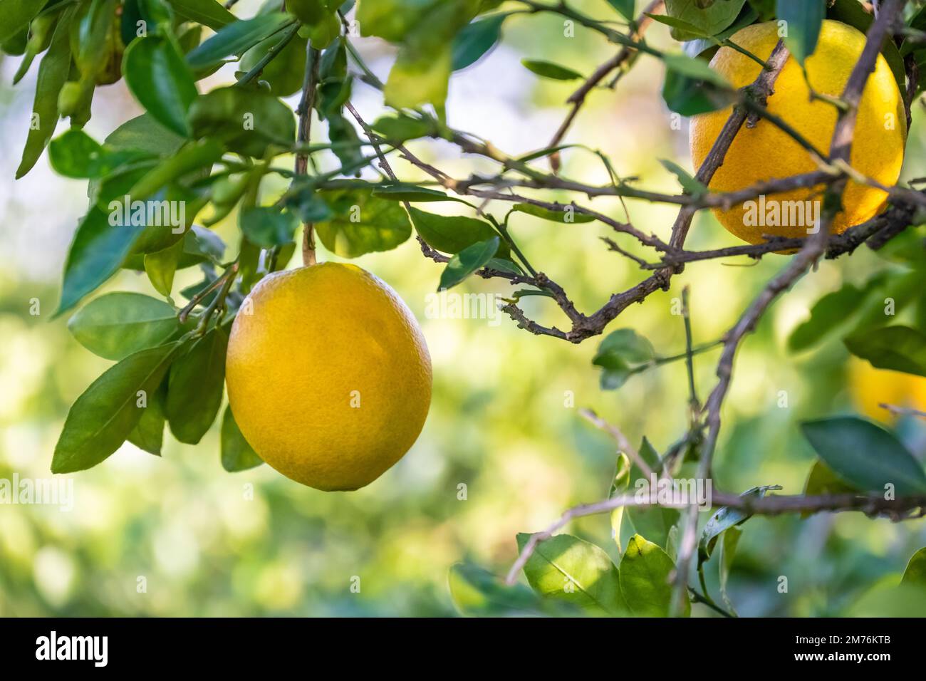 Cara cara Navel Oranges (auch bekannt als rote Navel Oranges) in einem Zitrushain im Showcase of Citrus in Clermont, Florida. (USA) Stockfoto