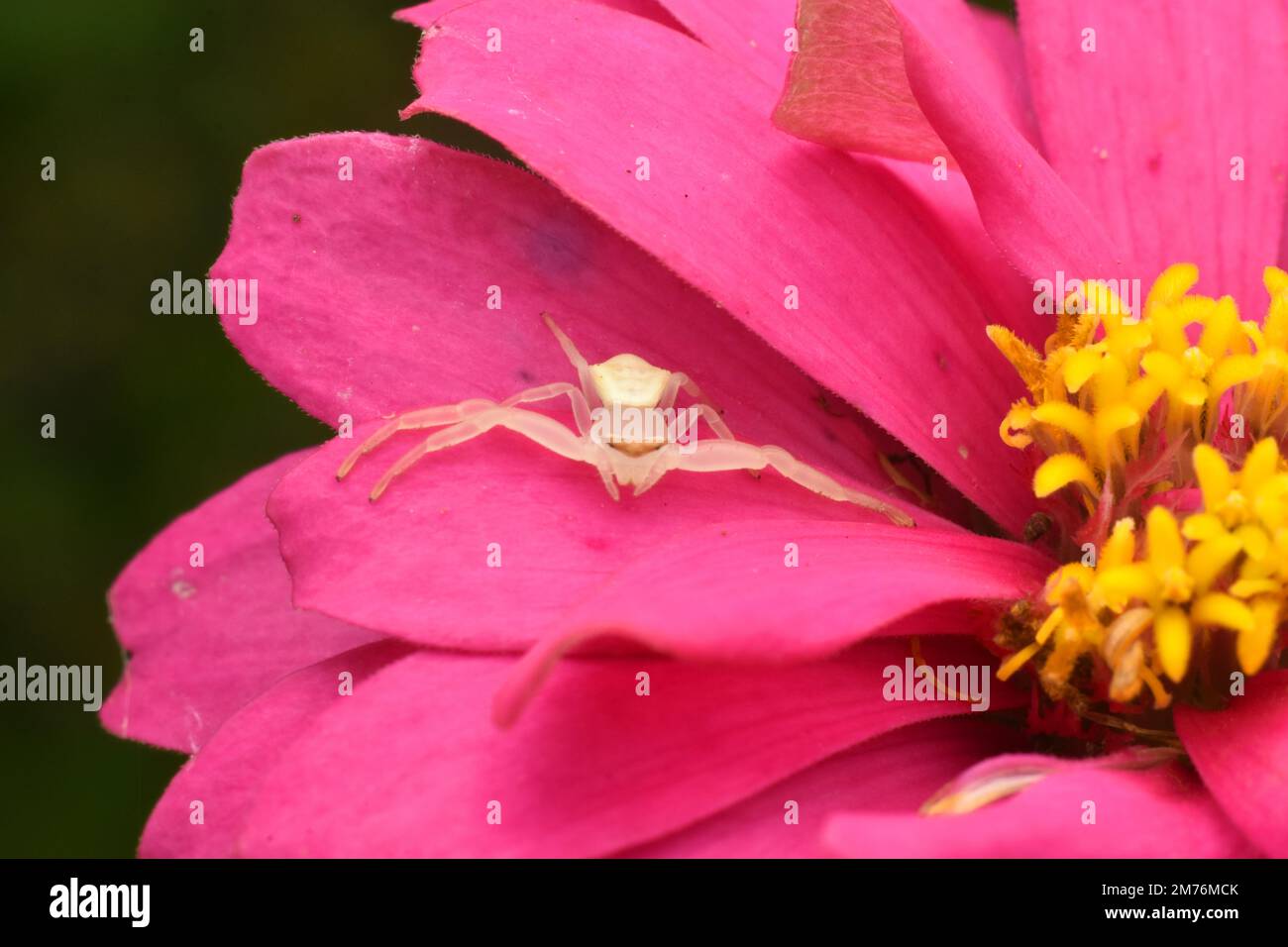 Eine weiße Krabbenspinne, die auf eine Beute auf Zinnia-Blüten wartet. Stockfoto