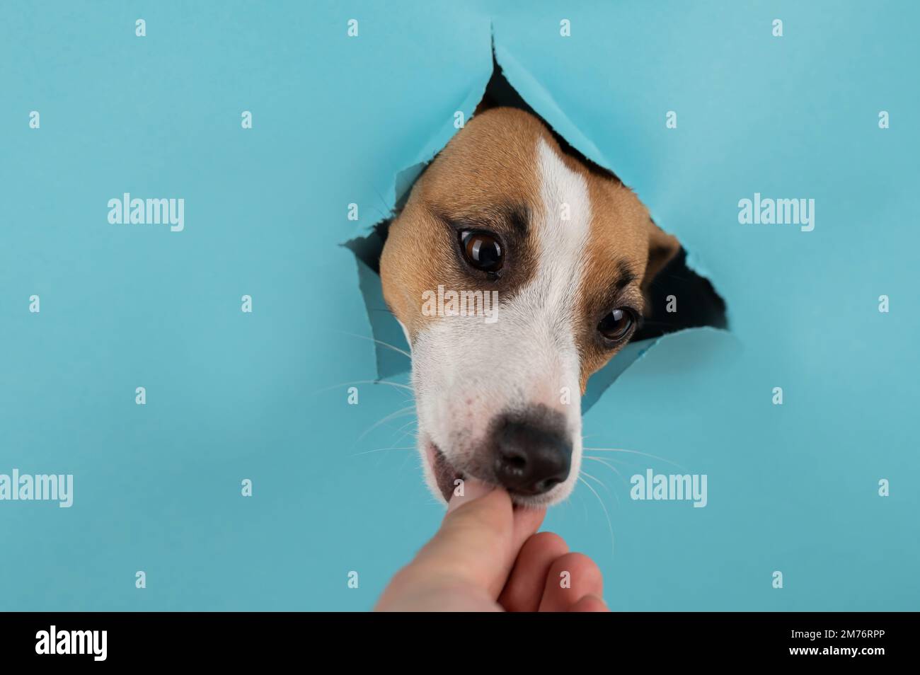Lustiger Hundemaus aus einem Loch auf papierblauem Hintergrund. Speicherplatz kopieren. Jack Russell Terrier isst aus den Händen der Gastgeberin. Stockfoto