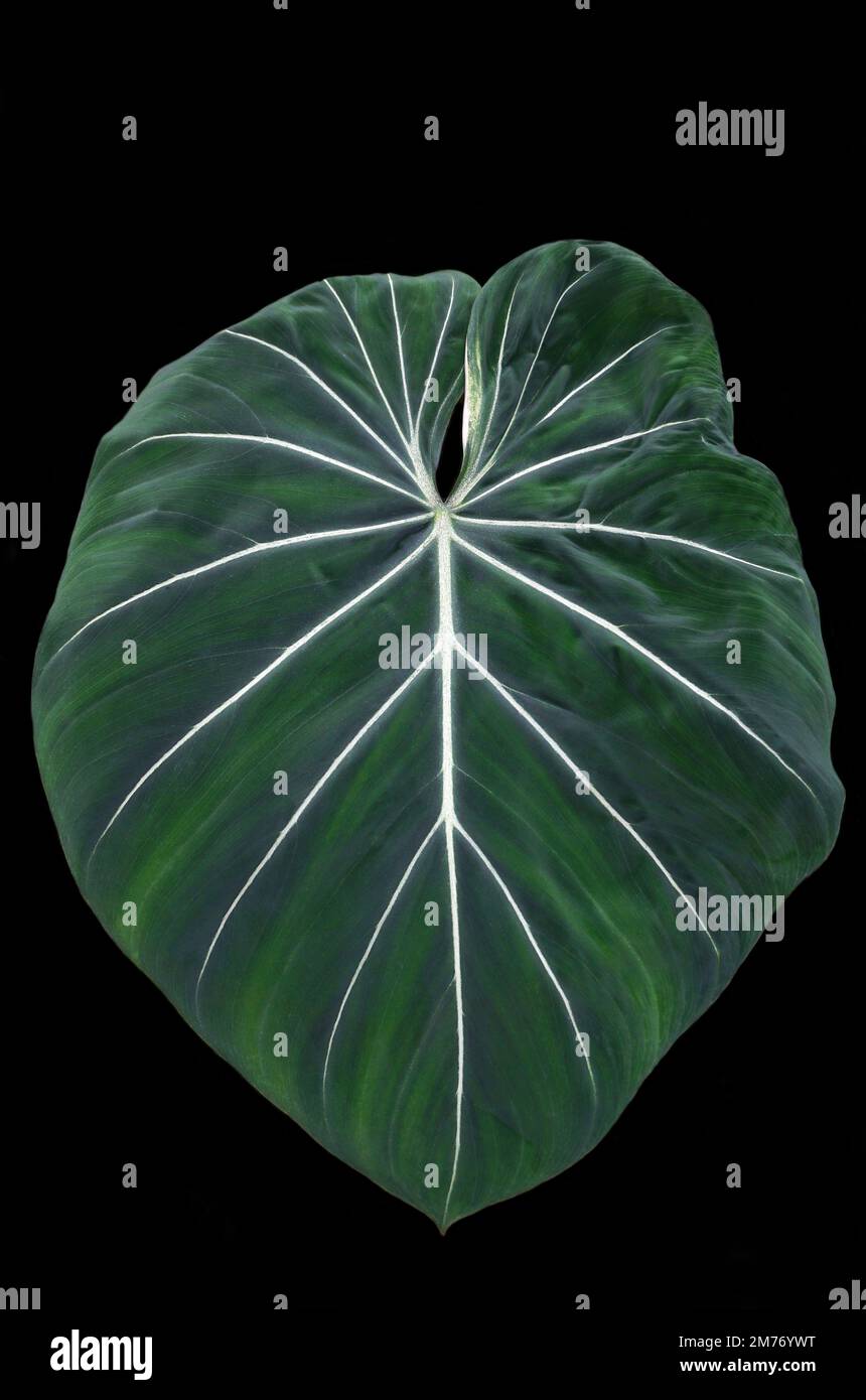 Alismatales - Araceae.Philodendron gloriosum.Gattung der Blütenpflanze der Familie Araceae. In Kolumbien vorkommende Kriechpflanze.HBL20220424 Stockfoto