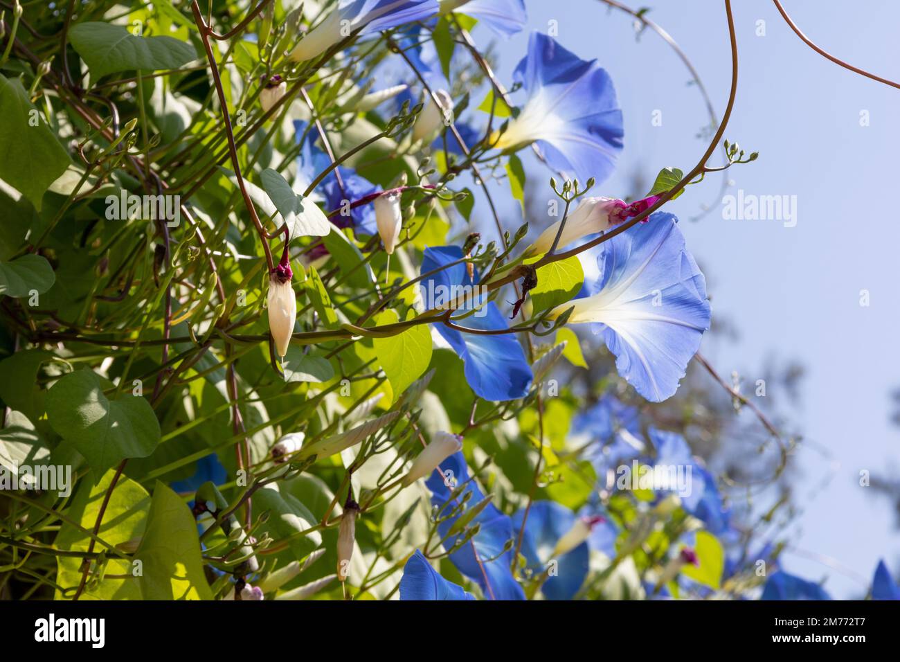 Blaue Blütenblätter mexikanischer Morgenblüten oder Ipomoea Tricolor. Mit blauem Himmel Stockfoto