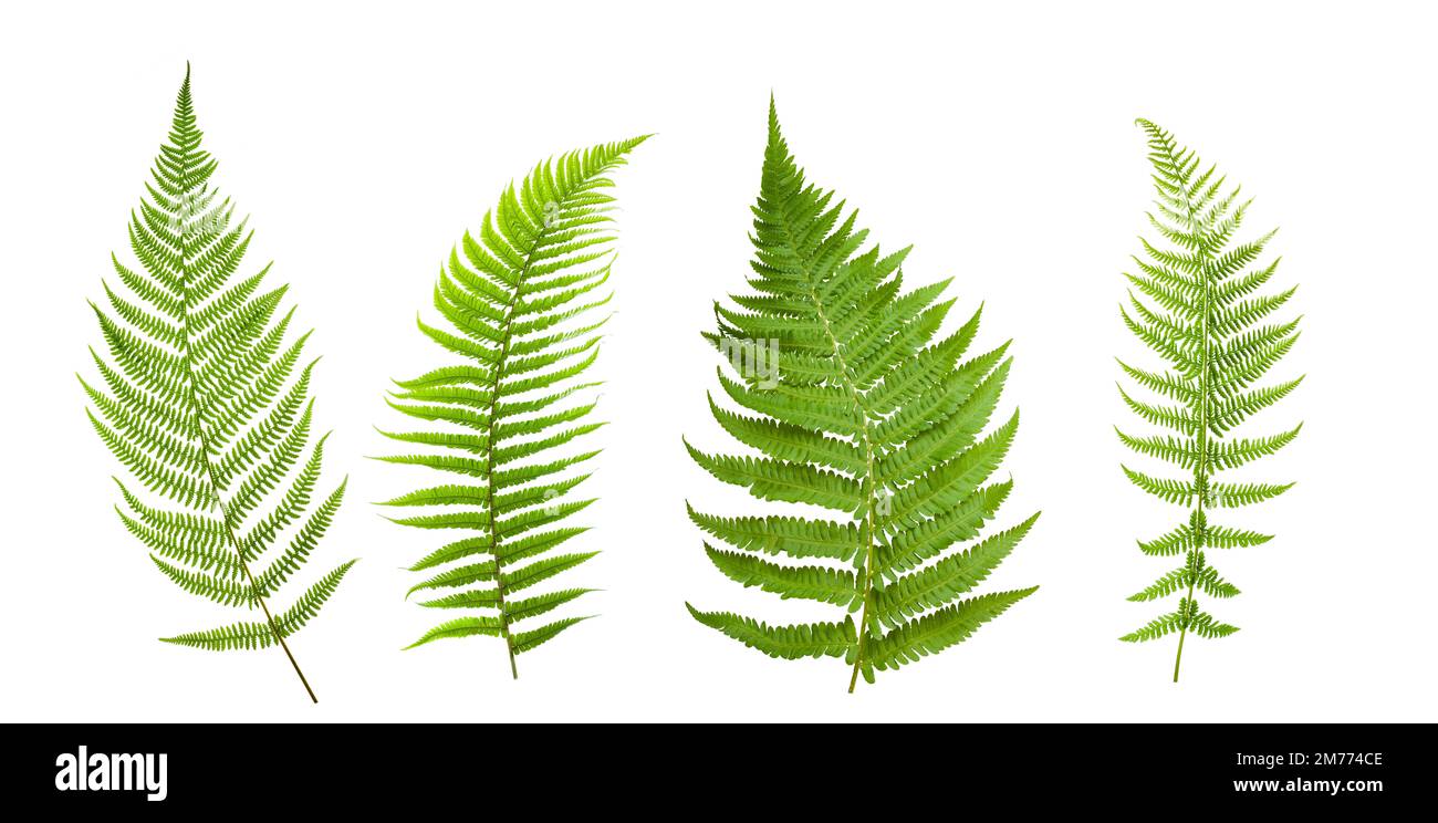 Gruppe von auf weißem Hintergrund isolierten Farnen Stockfoto