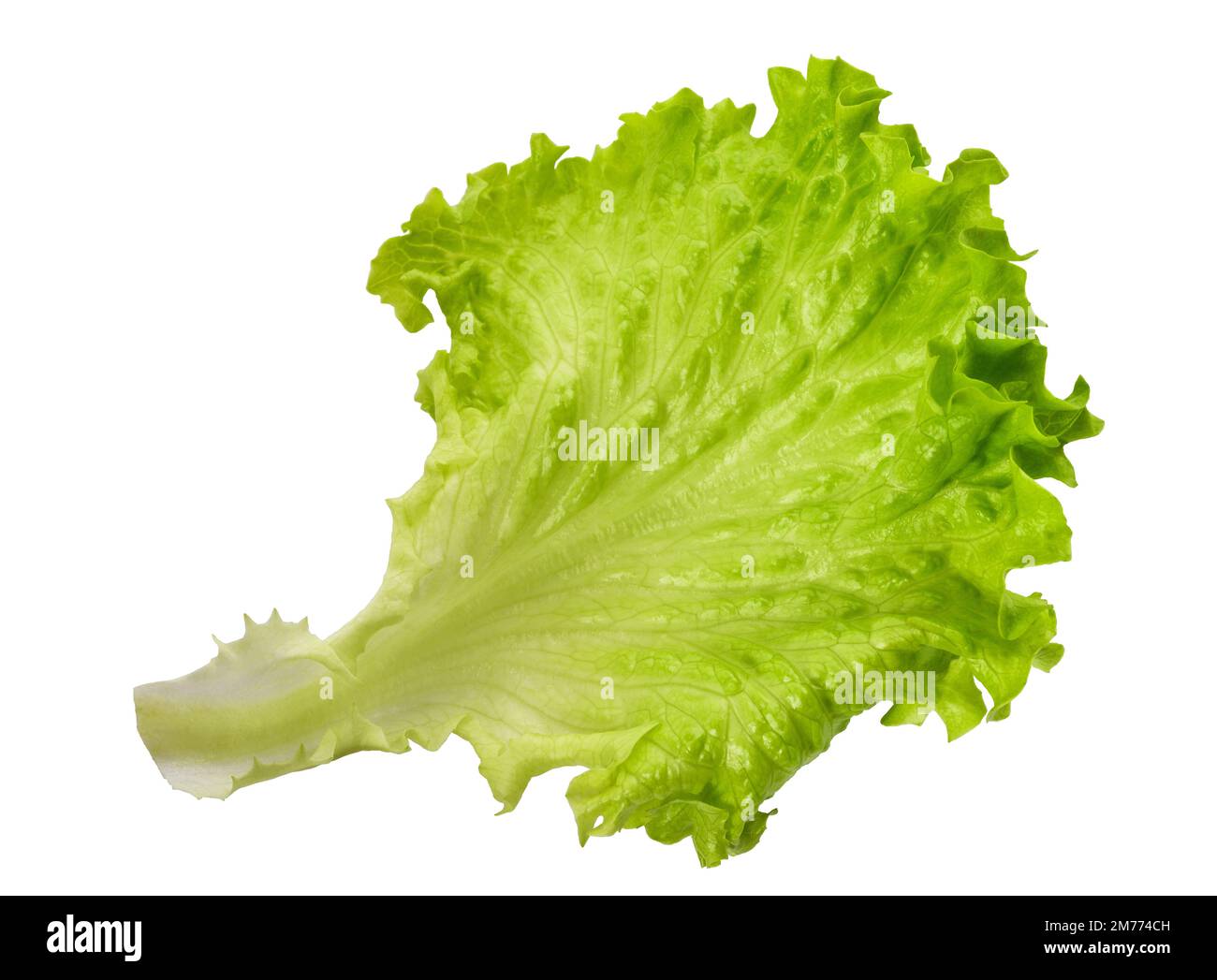 Salatsalat isoliert auf weißem Hintergrund Stockfoto