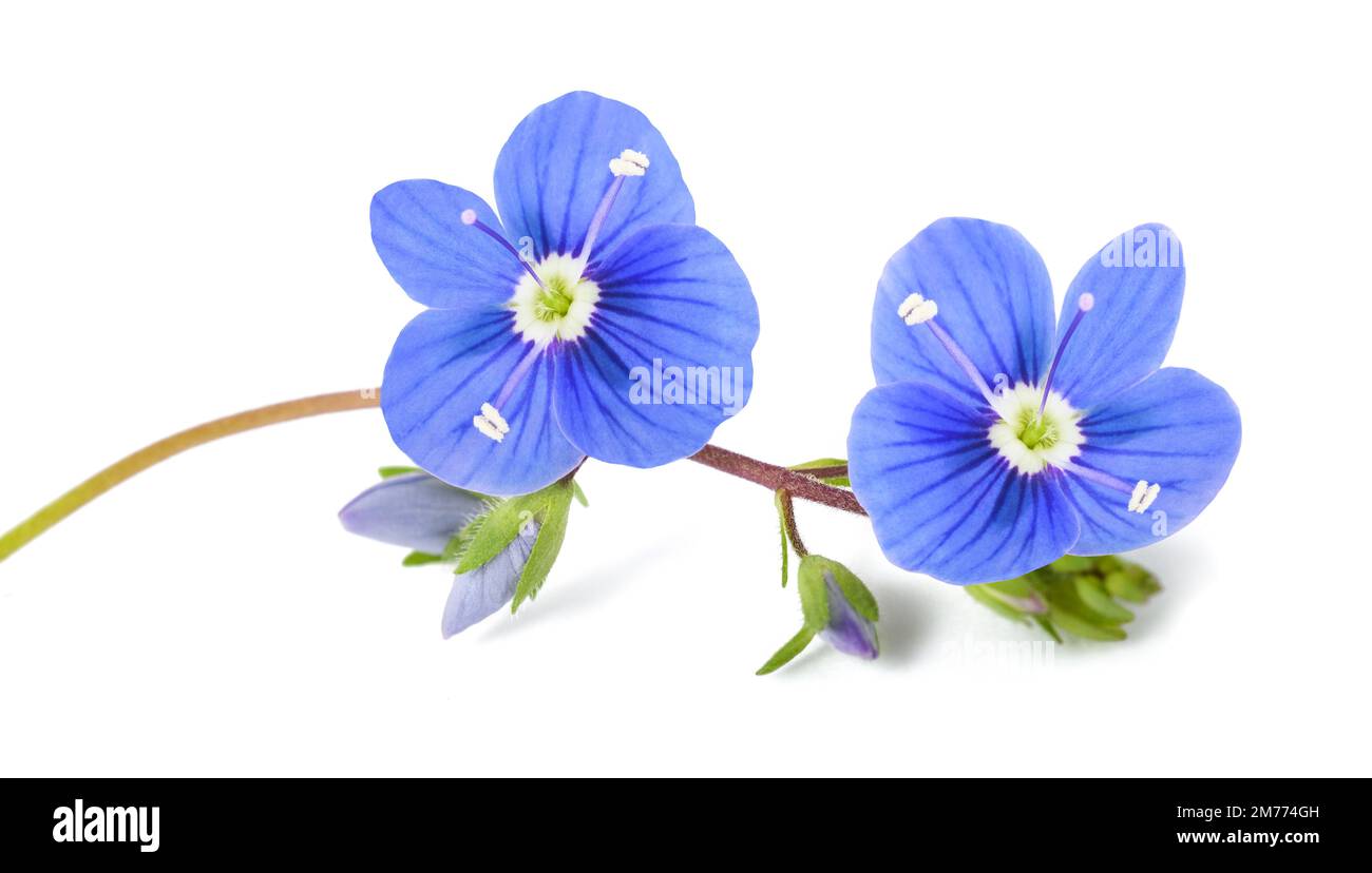 Speedwell-Blüten isoliert auf weißem Hintergrund Stockfoto