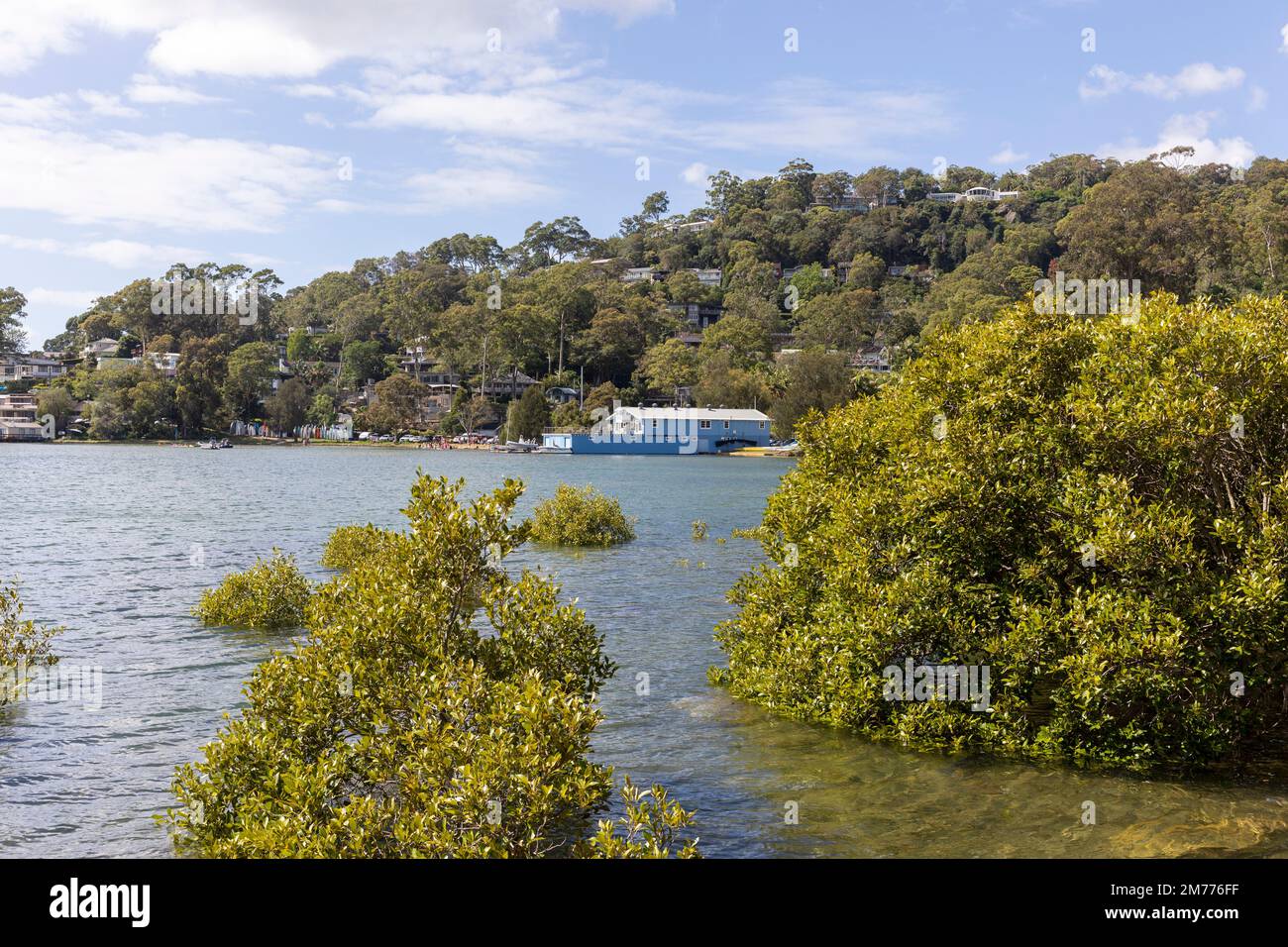 Blick auf Mangrovenpflanzen in Pittwater am Church Point und an der Grenze zum Vorort Bayview, Sydney, NSW, Australien Stockfoto