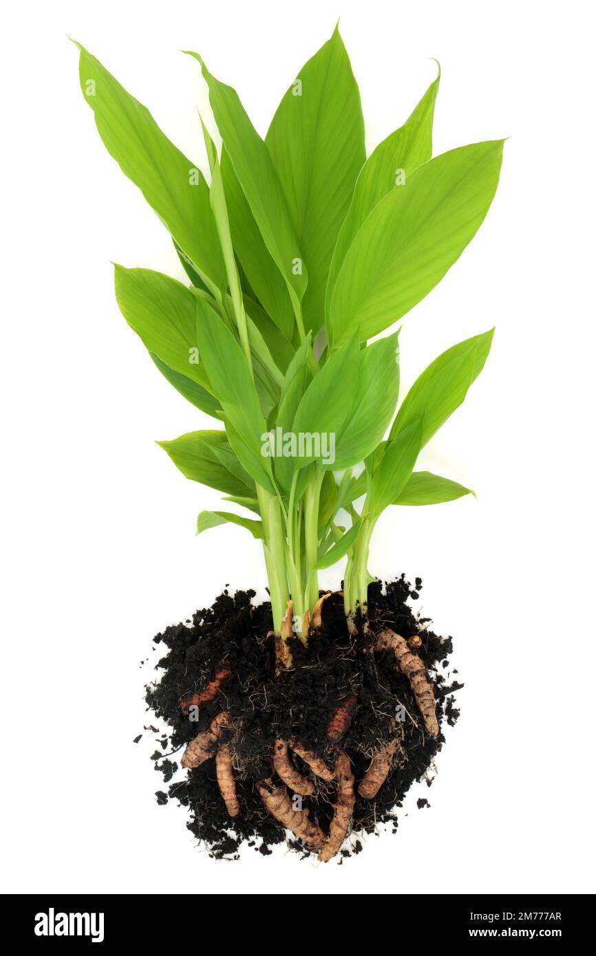 Kurkuma-Gewürzpflanze mit im Boden exponierten Wurzeln. Bio-Produkte aus Eigenanbau, reich an Polypehnolen, Flavonoiden und Antioxidantien. Stockfoto