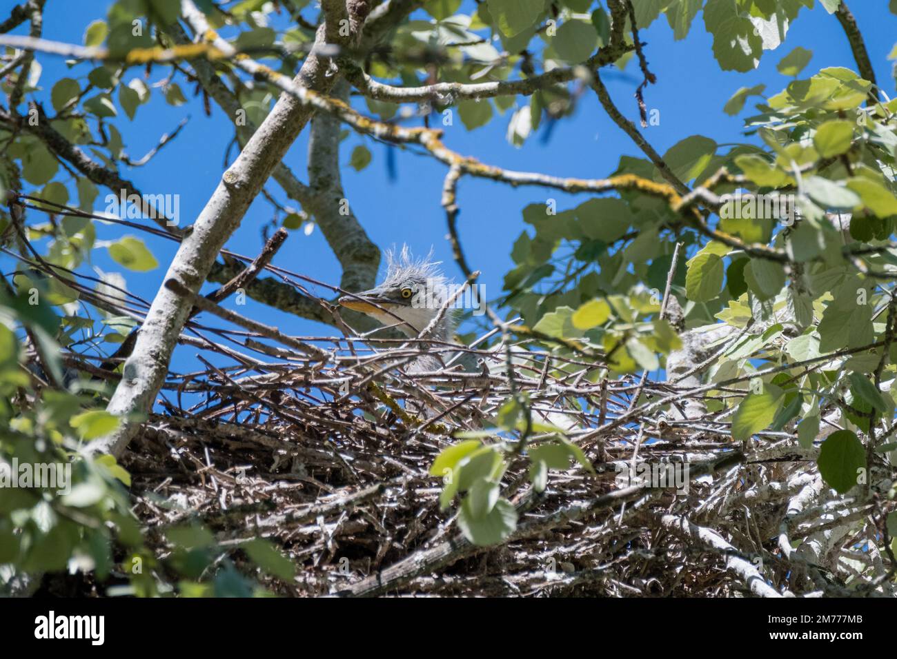 Grauer Reiher, Ardea cinerea, Küken, hoch oben auf dem Nest zwischen Baumzweigen Stockfoto