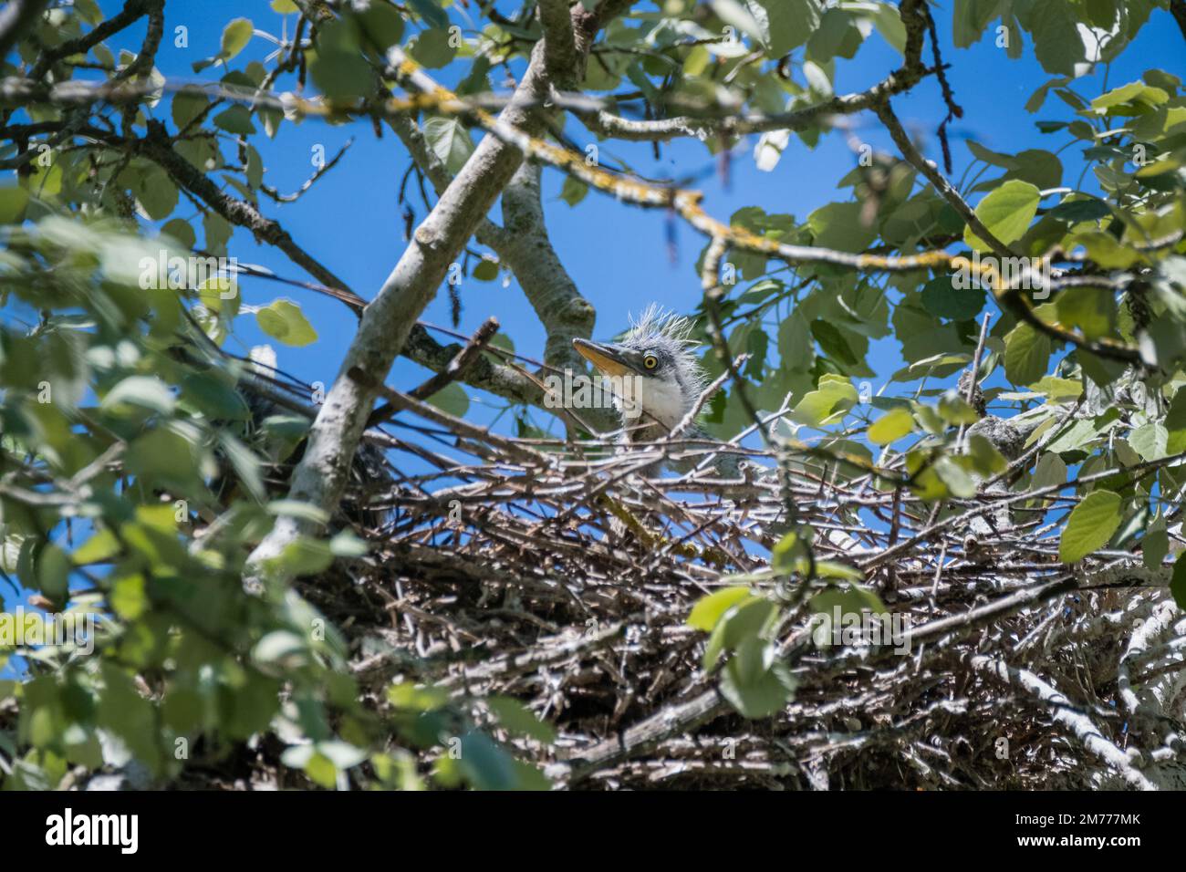 Grauer Reiher, Ardea cinerea, Küken, hoch oben auf dem Nest zwischen Baumzweigen Stockfoto