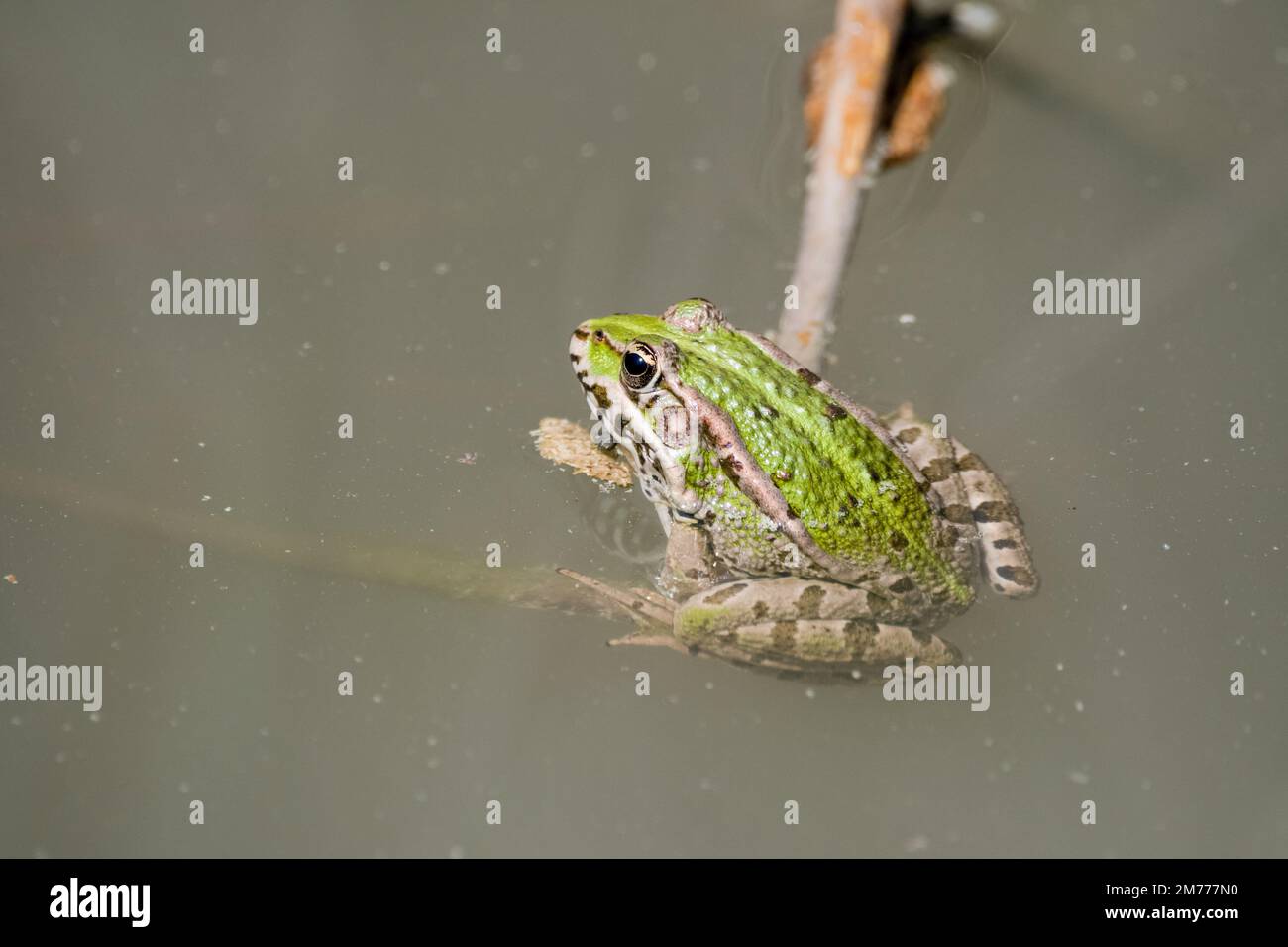 Iberischer grüner Frosch, Pelophylax perezi, auf einem Ast in der Mitte des Teichs Stockfoto