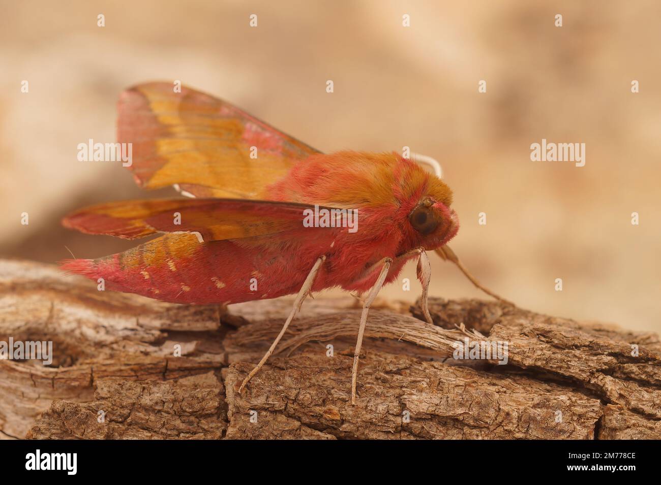 Detaillierte Nahaufnahme der farbenfrohen europäischen rosafarbenen, kleinen Elefanten-Falken-Motte Deilephila porcellus, die auf einem Holzstück sitzt Stockfoto