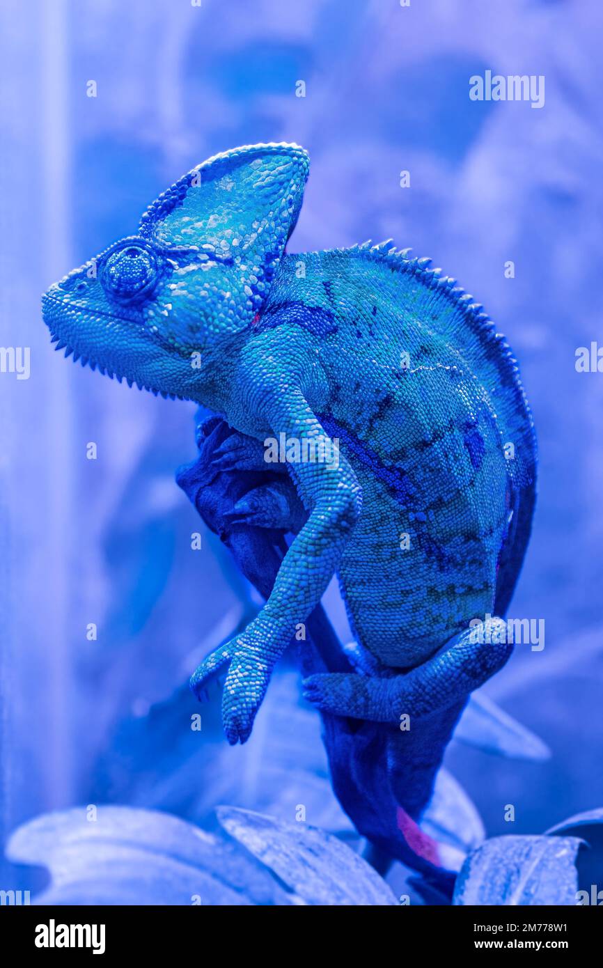Das blaue Chamäleon Chamaeleonidae ist eine Familie von Eidechsen, die ihre Körperfarbe verändern können. Helles Porträt eines Tieres. Eidechse. Stockfoto