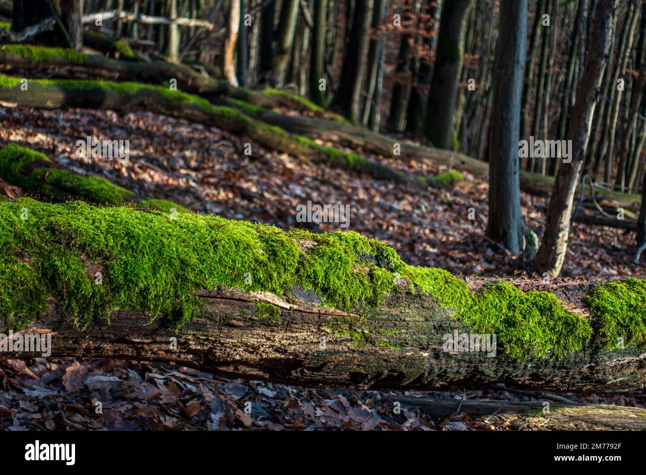 Liegender Baumstamm bedeckt mit Moos Stockfoto