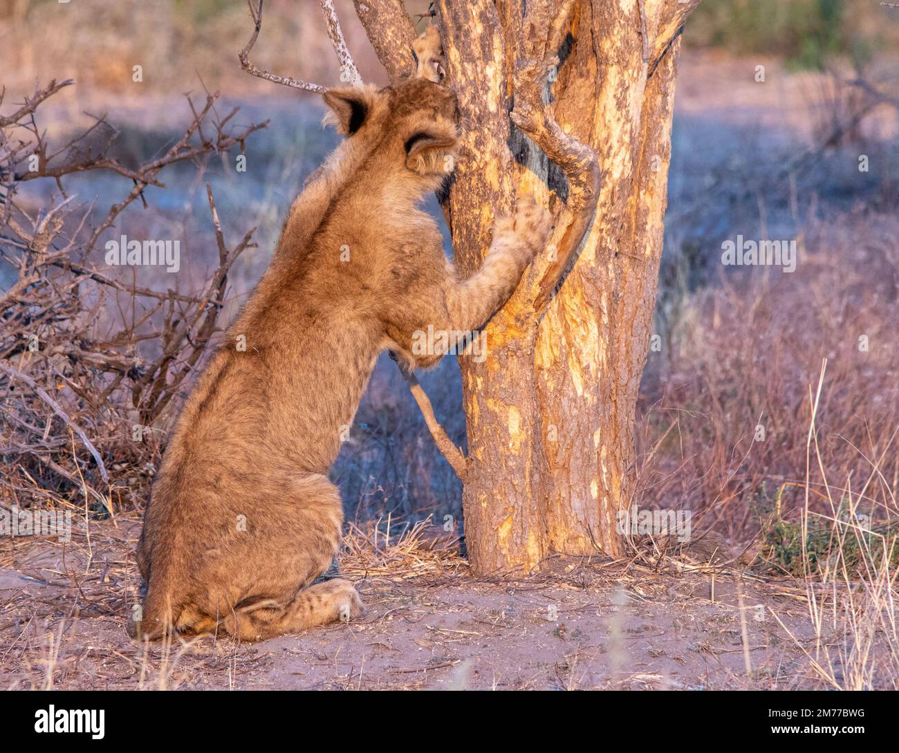 Ein junger Löwe, der Klauen an einem Baum in der afrikanischen Savanne schärft Stockfoto