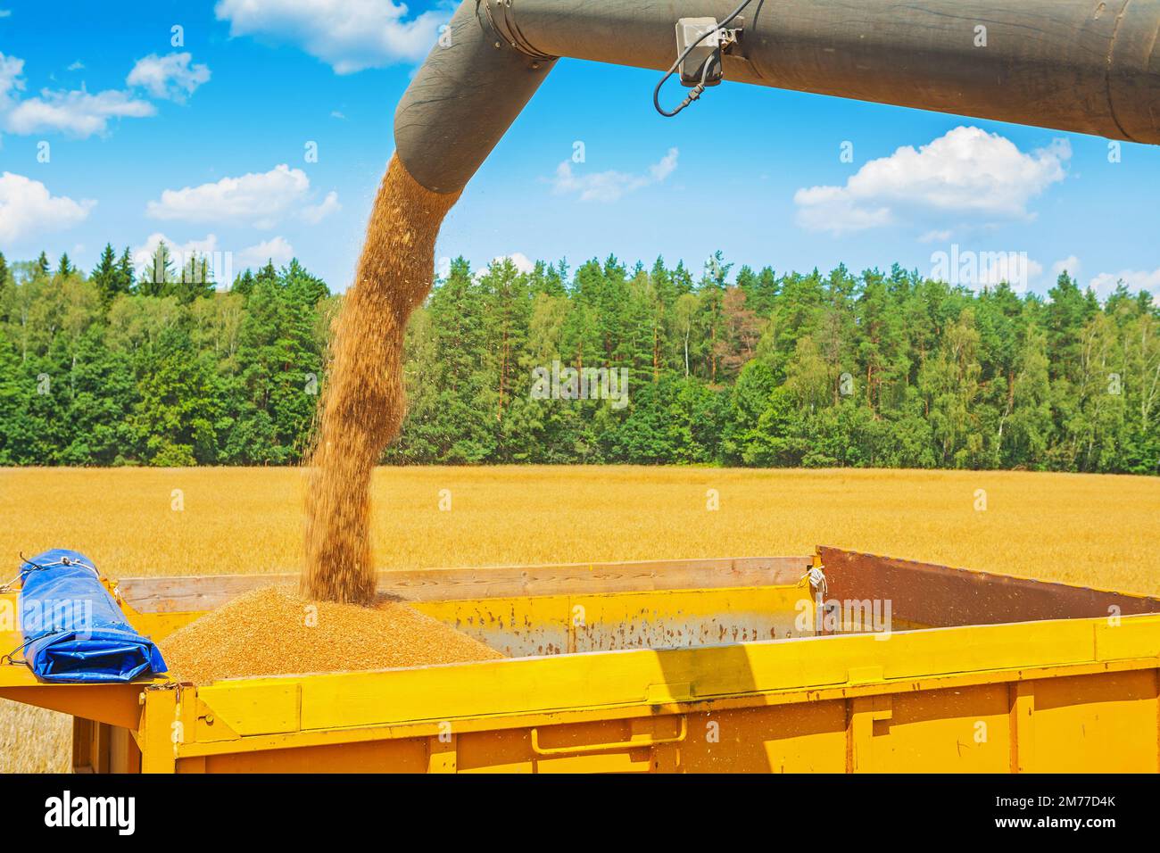 Laden von Weizenkörnern aus dem Rohr des Mähdreschers auf dem Feld im Wald Stockfoto