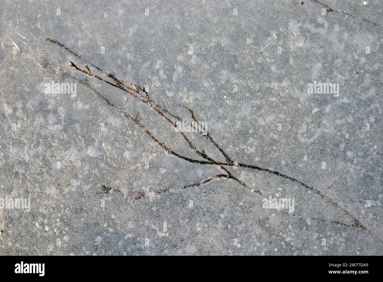 Birkenzweig gefangen in Seeis Stockfoto