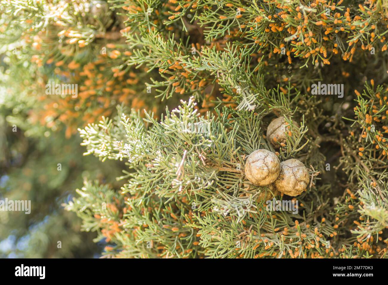 Weibliche Zypressenzapfen (Cupressus sempervirens) an der Baumkrone im Fruka-Gora-Nationalpark. Stockfoto