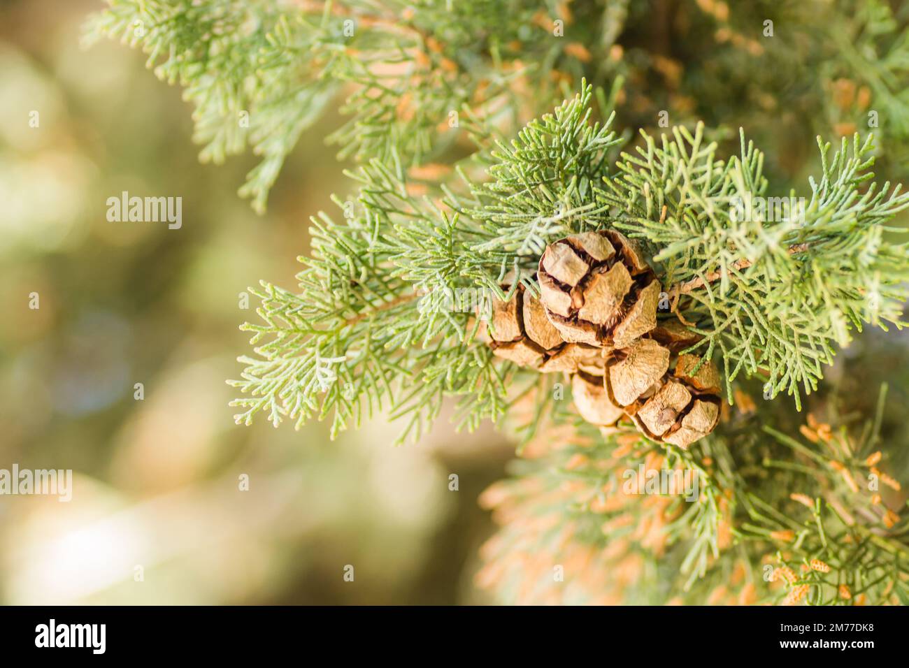 Weibliche Zypressenzapfen (Cupressus sempervirens) an der Baumkrone im Fruka-Gora-Nationalpark. Stockfoto