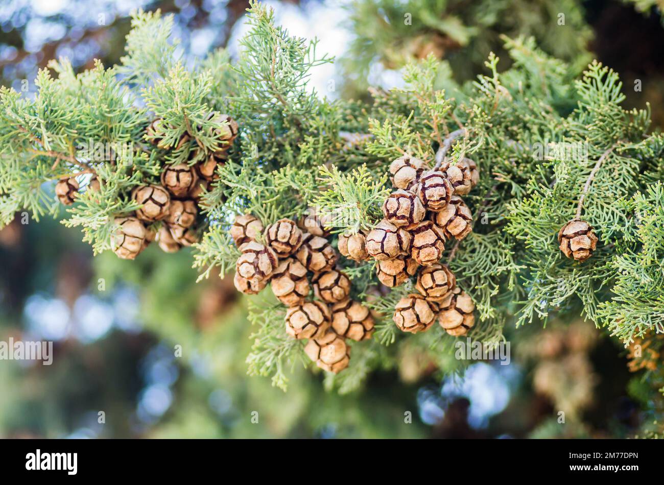 Weibliche Zypressenzapfen (Cupressus sempervirens) an der Baumkrone im Fruka-Gora-Nationalpark. Stockfoto