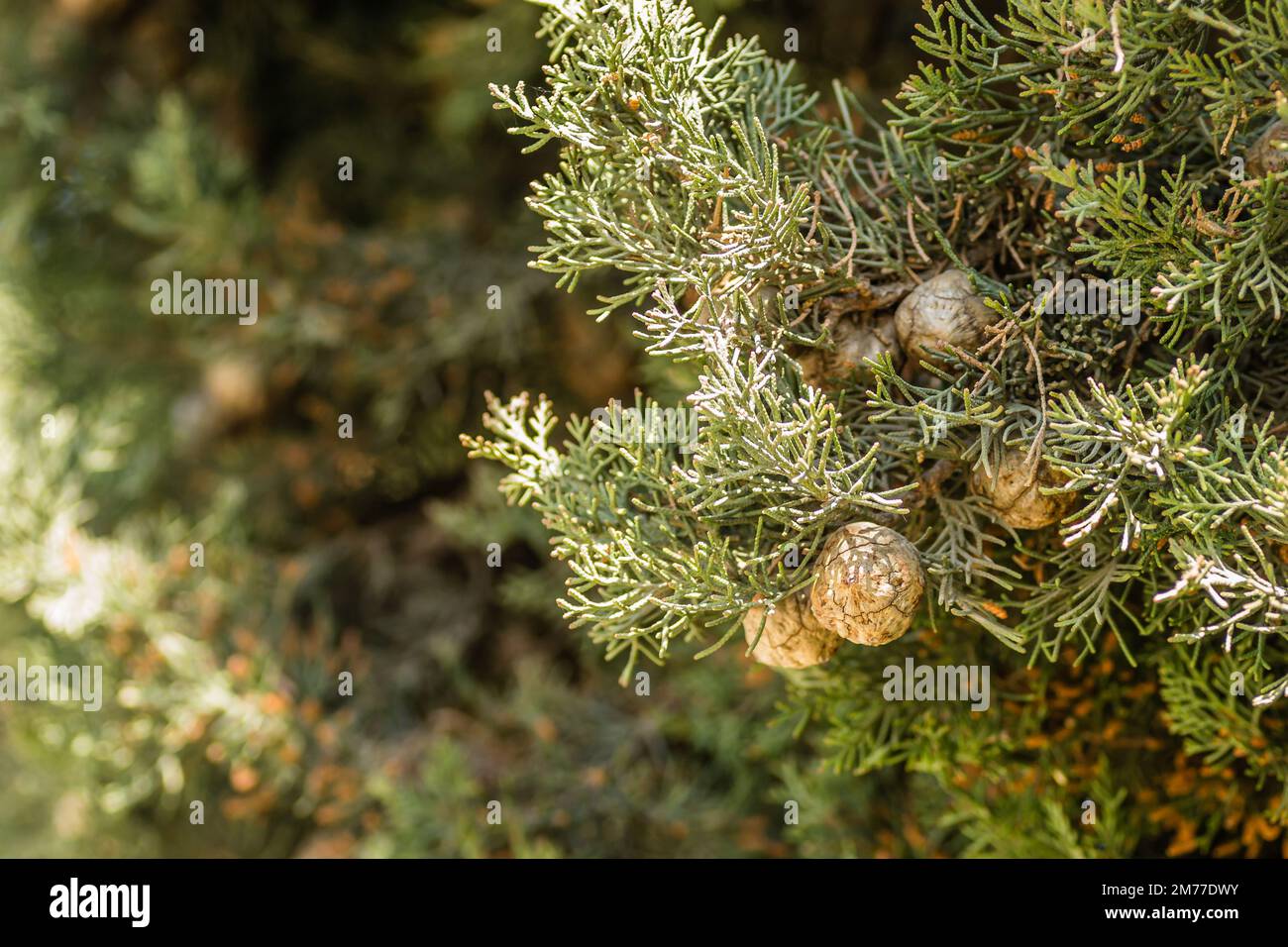 Weibliche Zypressenzapfen (Cupressus sempervirens) an der Baumkrone im Fruka-Gora-Nationalpark. Stockfoto