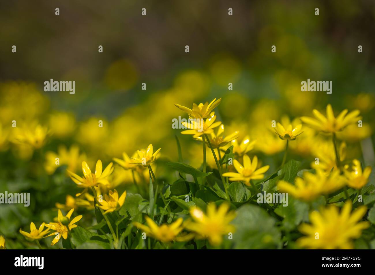 Ficaria verna, Ranunculus ficaria L., Zelandine oder Pilewort, Feigenbutterblüten mit grünen Blättern im Frühling. Frühling Stockfoto