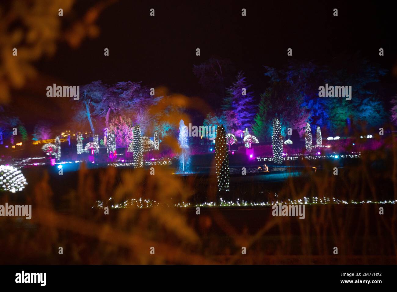 Weihnachtsbeleuchtung mit Brunnen und beleuchteten Bäumen in Trentham Gardens Stockfoto