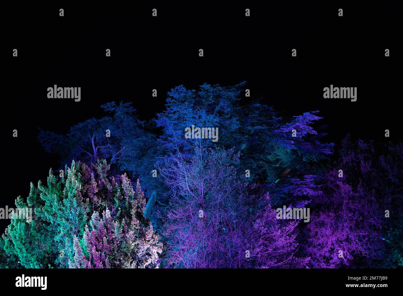 Beleuchtete Bäume in leuchtenden Blau- und Violetttönen bei Nachtlicht Stockfoto