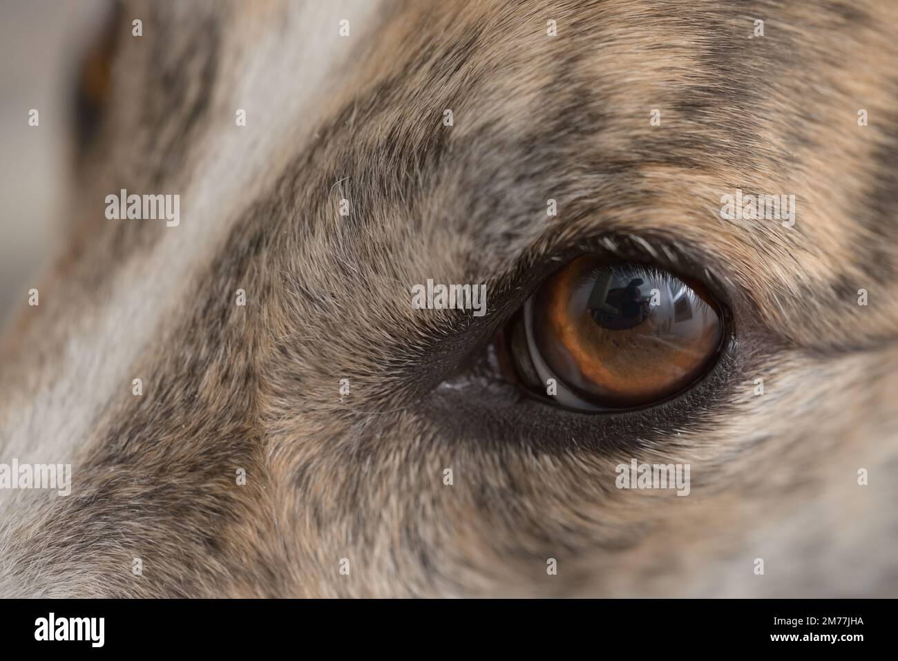 Super-Makro-Nahaufnahme eines Hundes mit linkem Auge. Einzelne Haarsträhnen und Hautschuppen sind sichtbar. Schönes großes braunes Auge mit lebhafter Iris Stockfoto