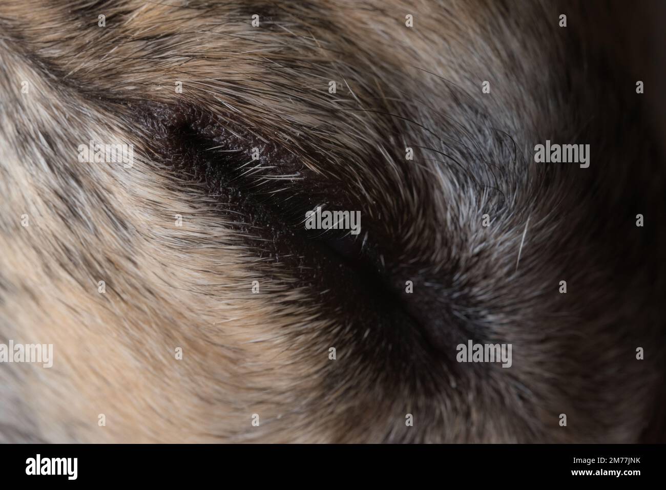 Schlafender Windhund mit geschlossenem Auge. Wimpern und Pelzdetails, super Makro. Vollformatbild der Fellstruktur, die dieses müde Hundeauge umgibt. Stockfoto