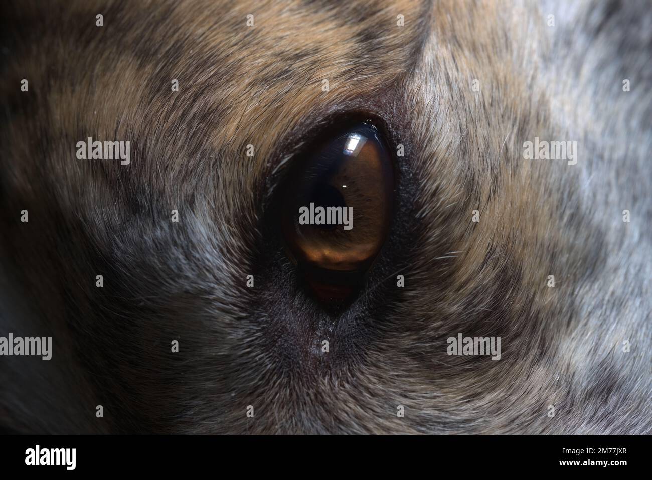 Kontrastreiches Bild eines mit einem hellen Blitz beleuchteten Windhunde-Auges. Super-Makro-Nahaufnahme eines Hundegesichts, zeigt auch Fell und Hautschuppen Stockfoto