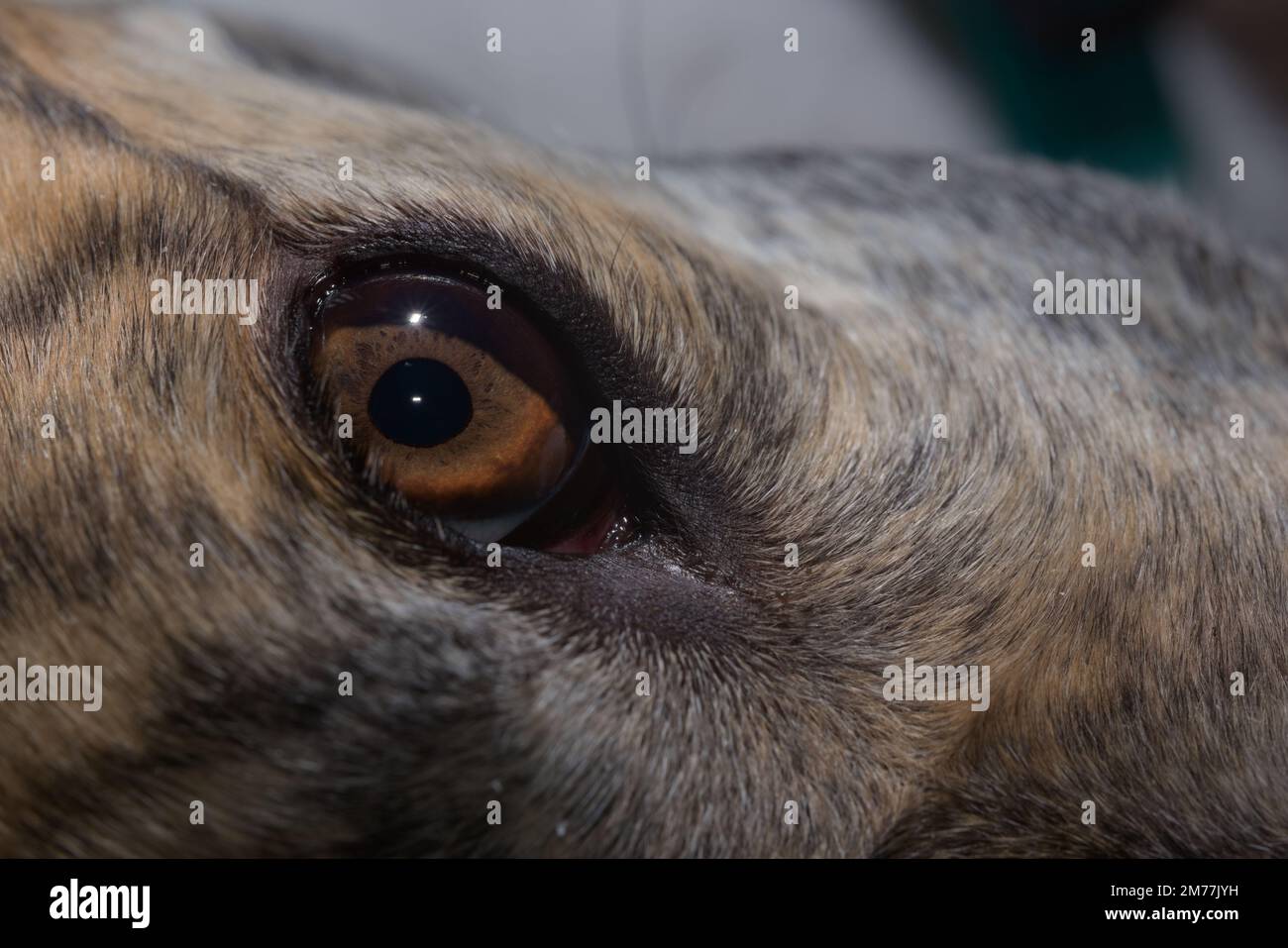 Erstaunliche Details in brauner Iris dieses Windhunds mit großem Auge. Kopieren Sie Platz im oberen und rechten Bildbereich, abstrakte Tierschönheit. Stockfoto