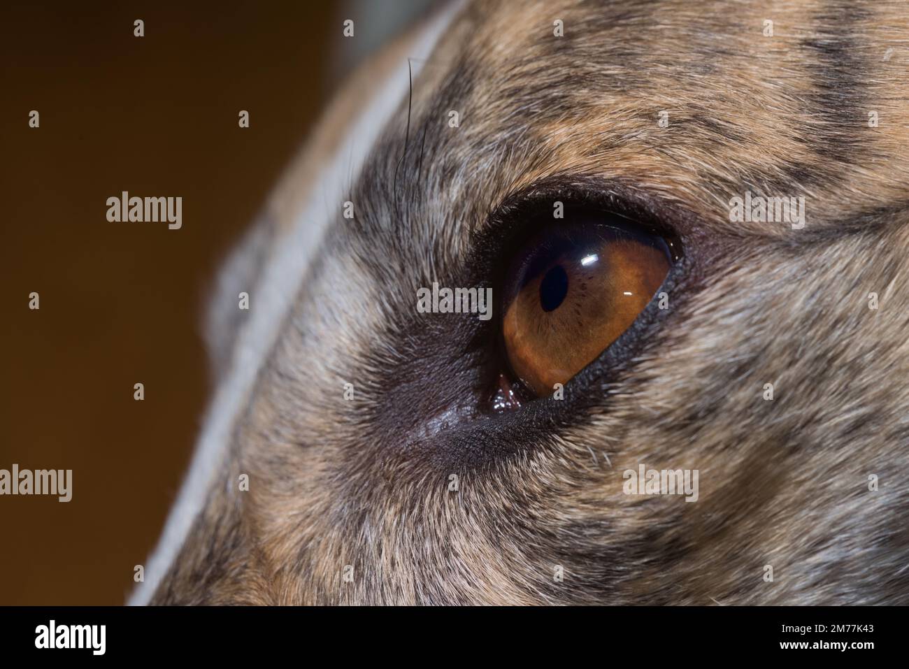 Darstellung der dunkelbraunen Iris des Windhunds-Auges. Anatomie einschließlich Krypten, Radialfurchen, Pigmentschmuck, Pupillenbereich und Ziliarbereich sind sichtbar Stockfoto