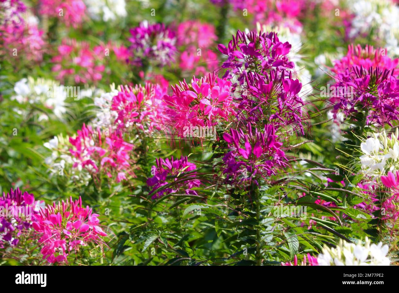 Schöne Spinnenblume oder kleome Spinosa Blume im Garten Stockfoto