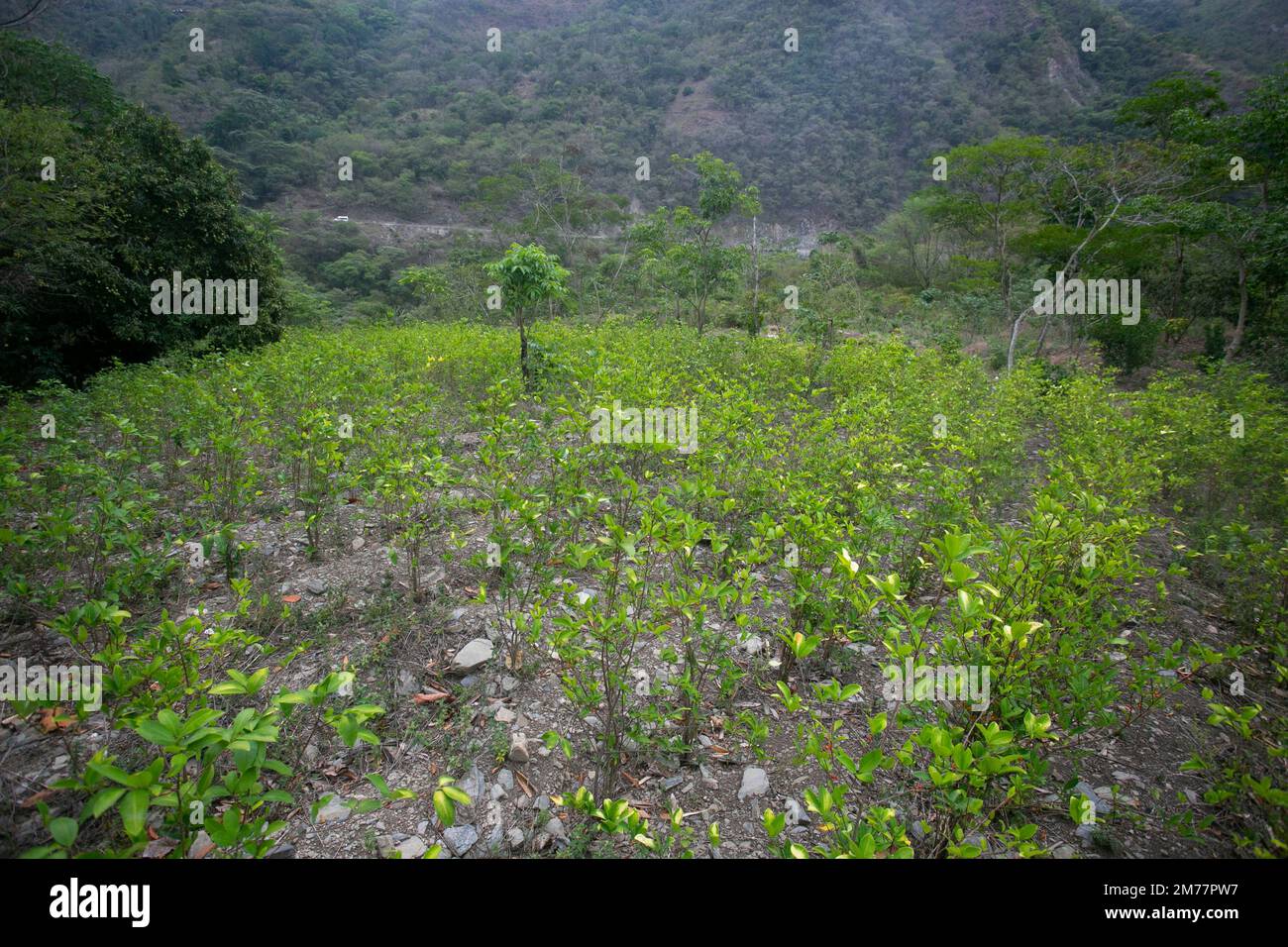 Die organische Kokapflanzung im peruanischen Dschungel. Bauer, der Kokablätter sammelt. Stockfoto