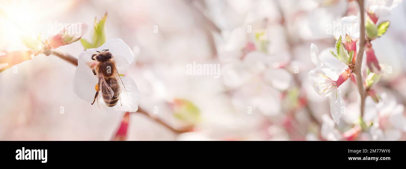 Biene auf Blüte von Nanking-Kirsche Prunus tomentosa Stockfoto