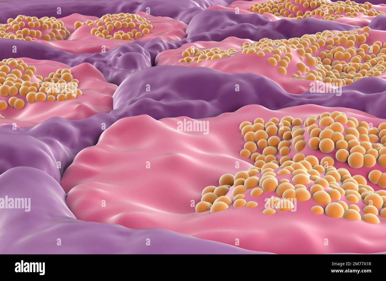 Speicheldrüsenoberfläche (sublingual) im menschlichen Mund - Nahaufnahme 3D-Darstellung Stockfoto