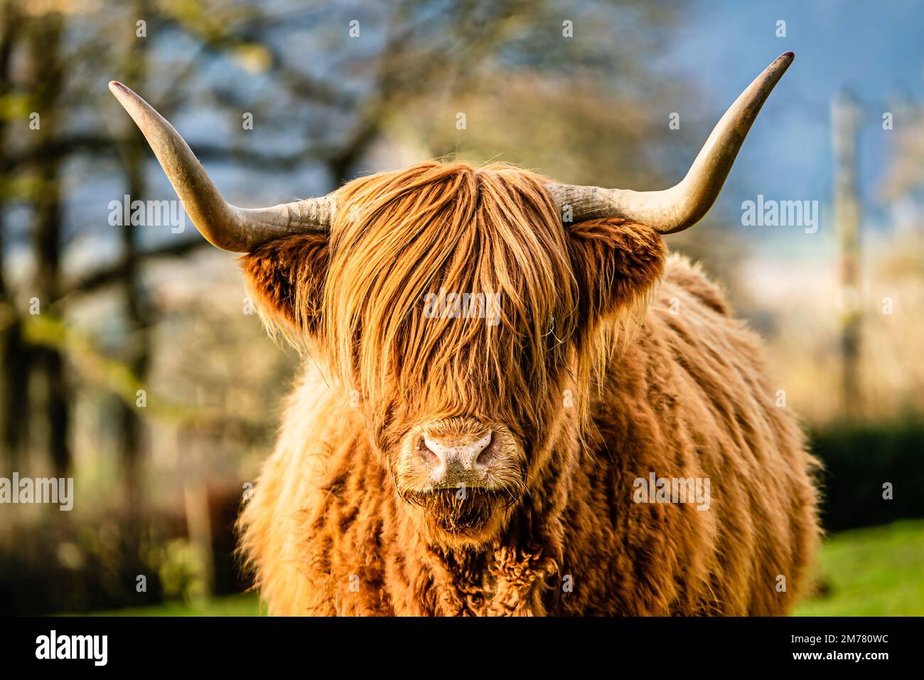 Highland-Kuh mit großen Hörnern und zwielichtigem Körper, die in das Kameraobjektiv schaut Stockfoto