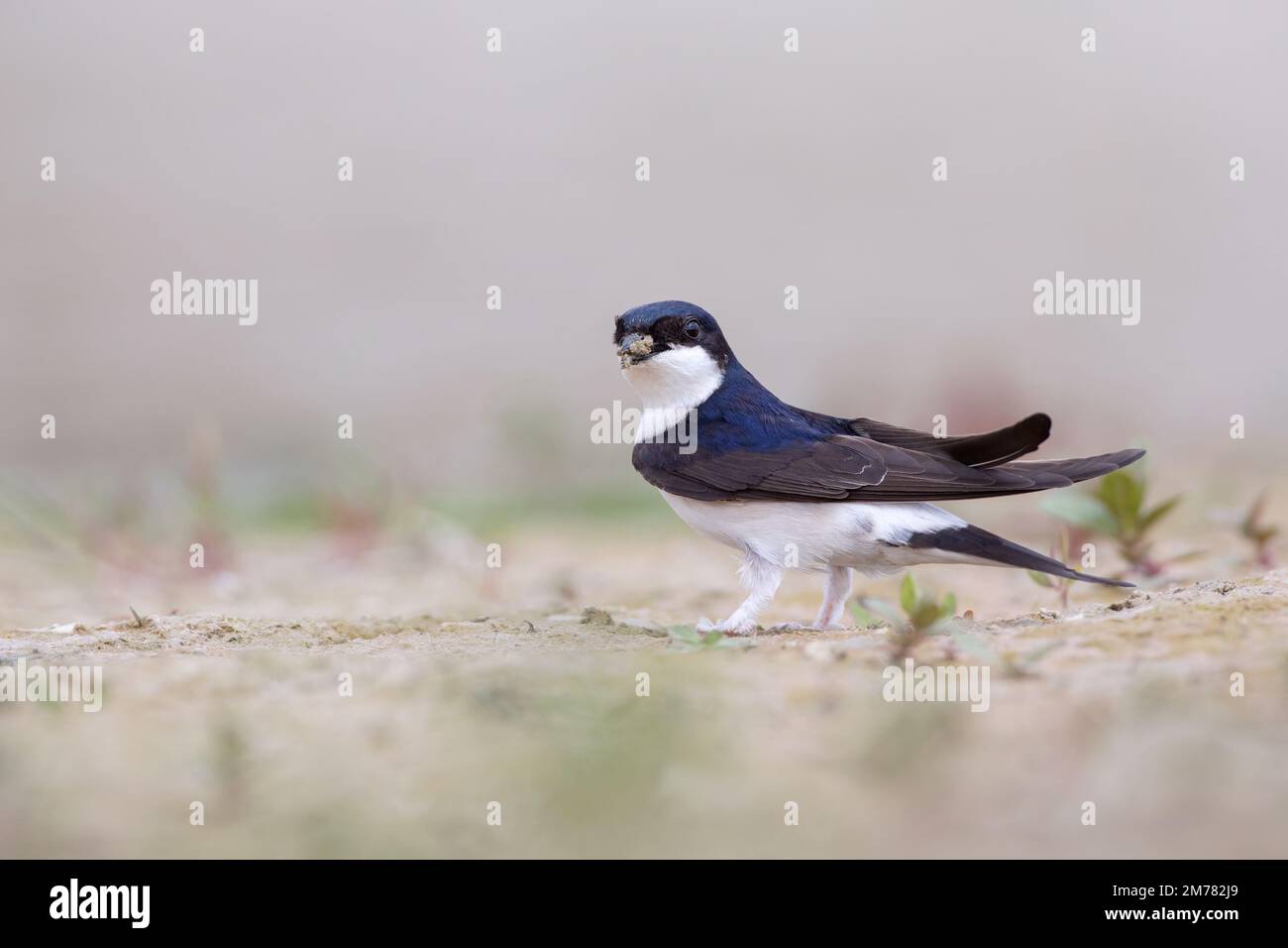 Balestruccio House Martin (Delichon urbicum) Stockfoto