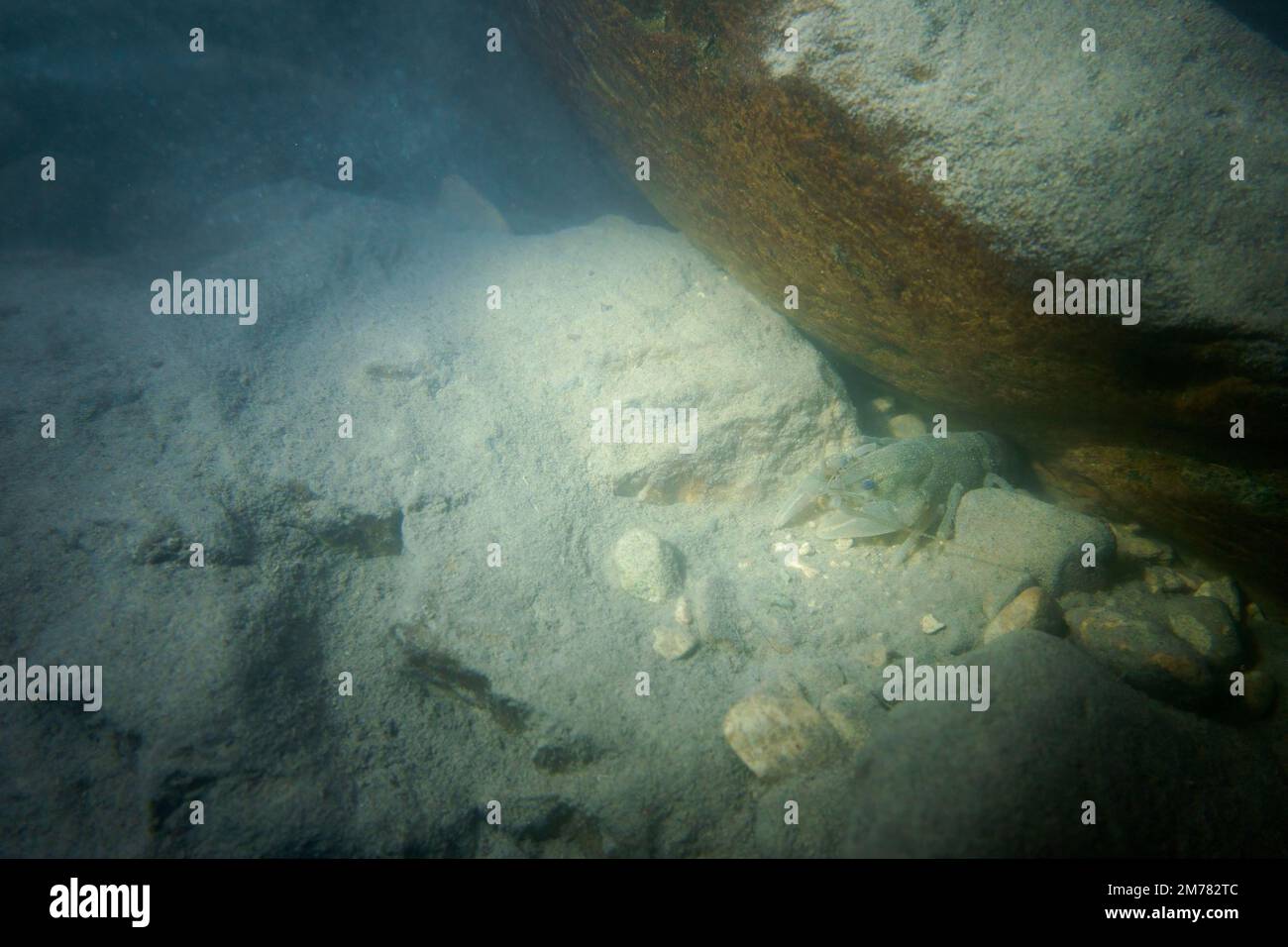 UNTERWASSER: Gambero di fiume o gambero d'acqua dolce - Weißer Klauenkrebs - Austropotamobius pallipes. Parco Gran Sasso e Monti della Laga Stockfoto