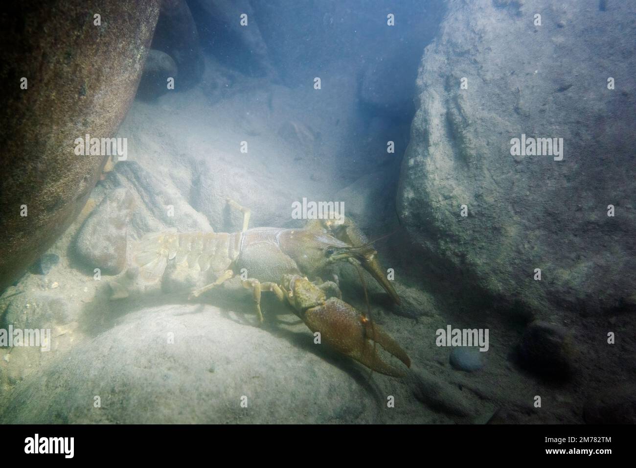 UNTERWASSER: Gambero di fiume o gambero d'acqua dolce - Weißer Klauenkrebs - Austropotamobius pallipes. Parco Gran Sasso e Monti della Laga Stockfoto