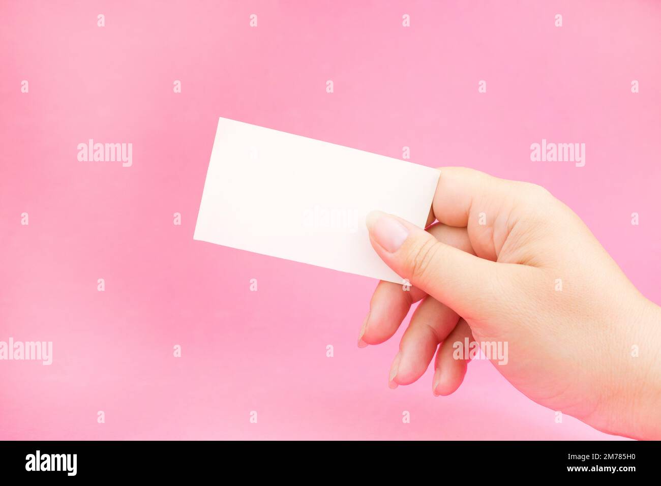 Weißer Visitenkartenbogen in der Hand auf pinkfarbenem Hintergrund. Eine Hand hält eine Visitenkarte. Geschäftskonzept. Stockfoto
