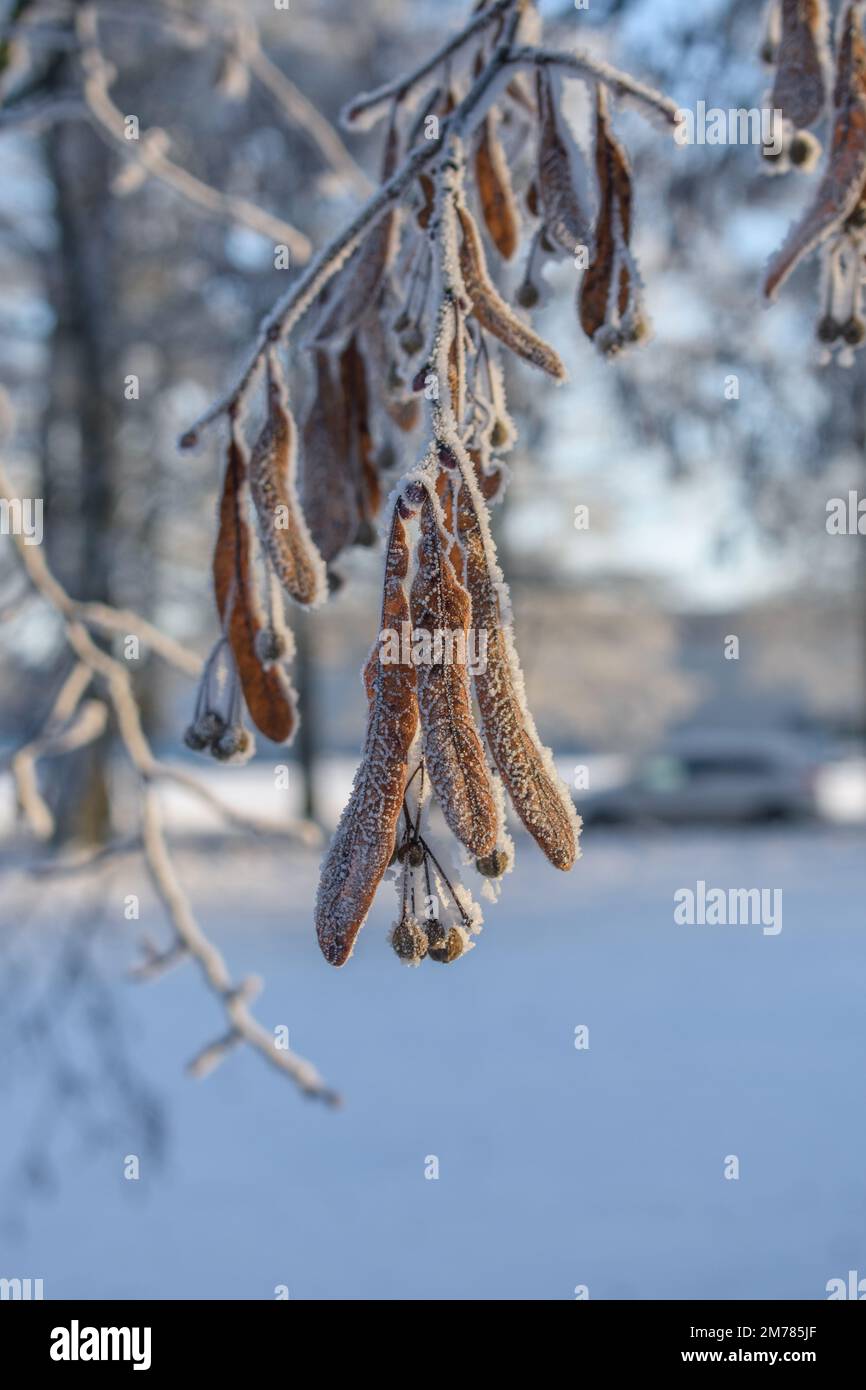 Frostige, trockene Lindenblumen im Winter Stockfoto