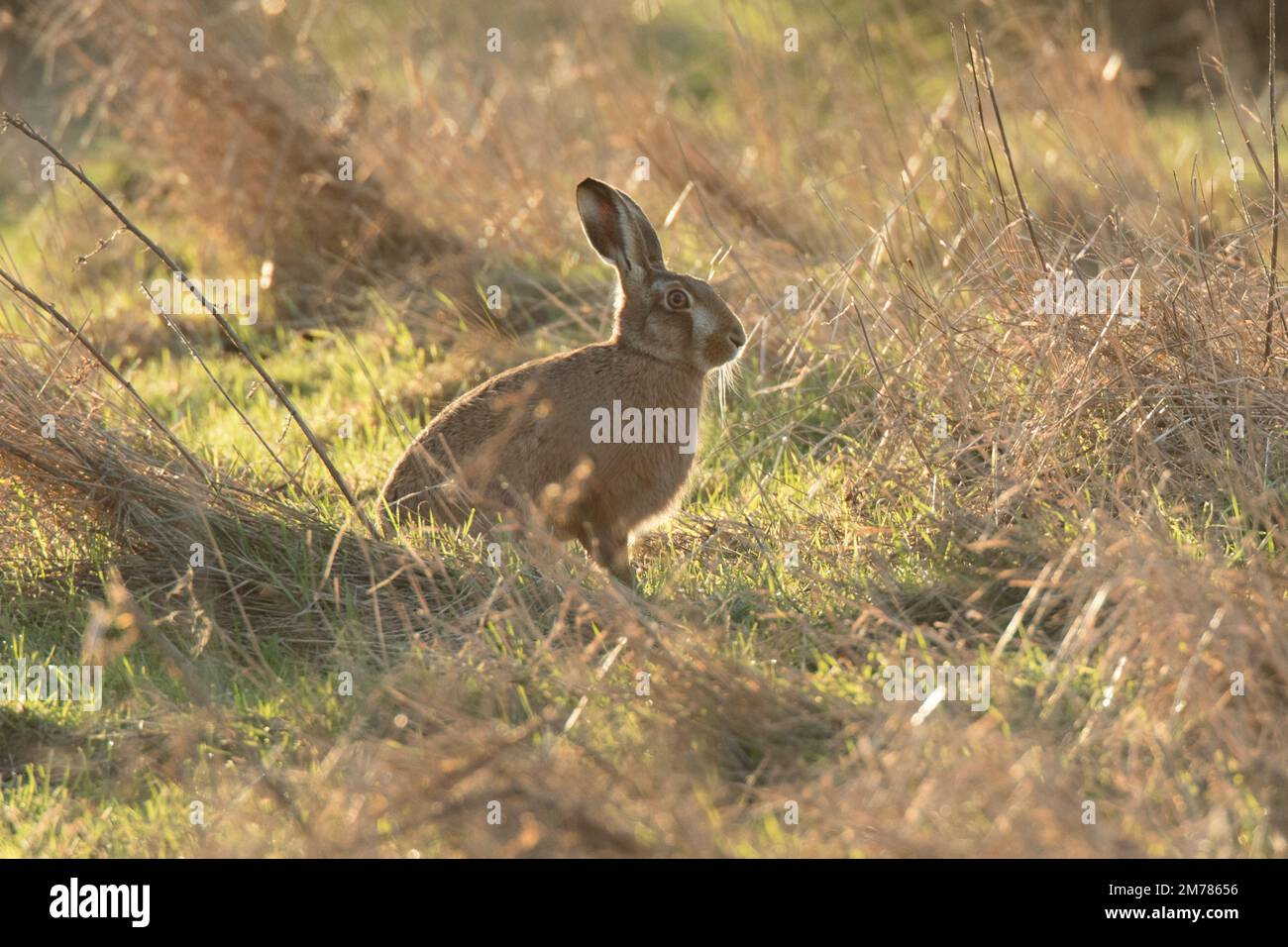 Ein wilder Hase auf Hühnerfen an einem kalten Morgen im Januar 2023 Stockfoto