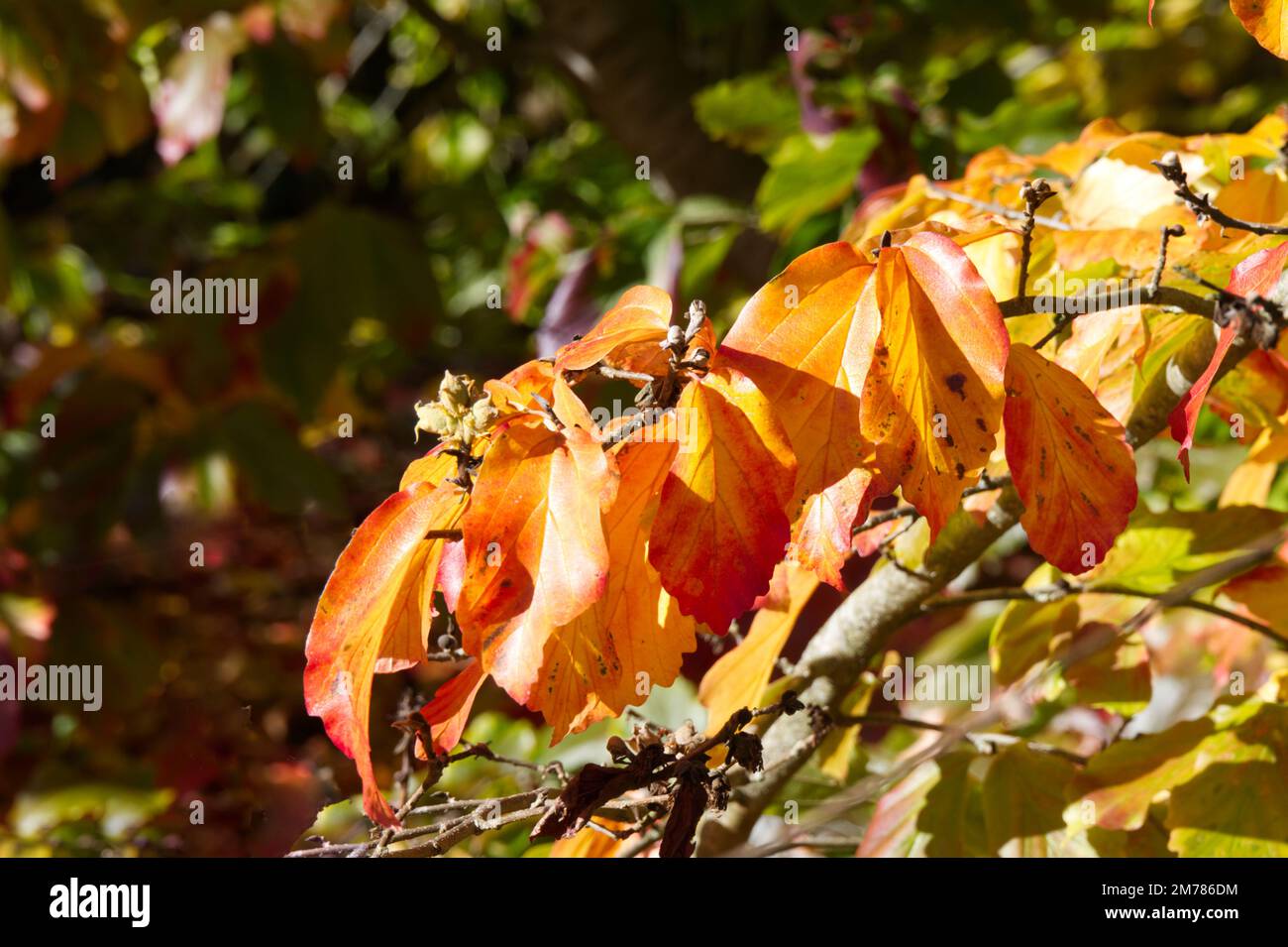 Herbstlaub von Parrotia persica / Persisches Ironholz / Papageienbaum im  britischen Garten Oktober Stockfotografie - Alamy