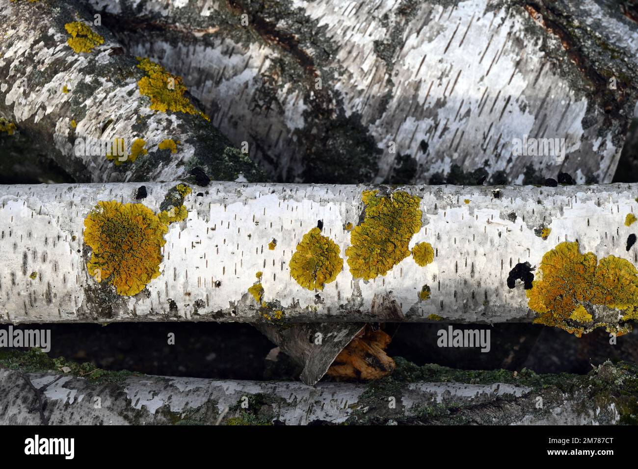 Nahaufnahme der Birkenrinde mit Flechtenwuchs für natürlichen Hintergrund Stockfoto