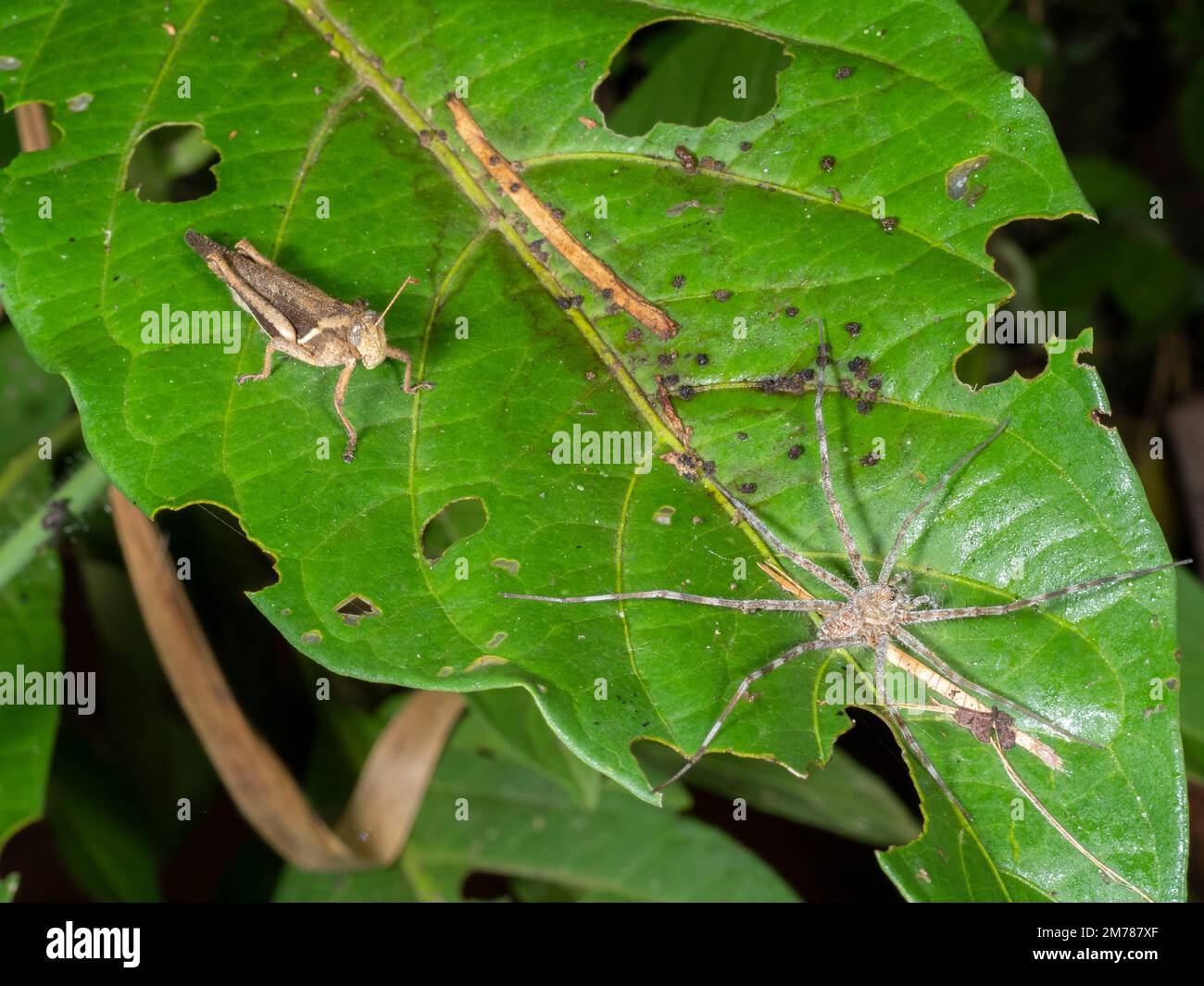 Die Huntsman-Spinne auf einem Blatt im Regenwald, die einen Grashüpfer verfolgt. Provinz Orellana, Ecuador Stockfoto